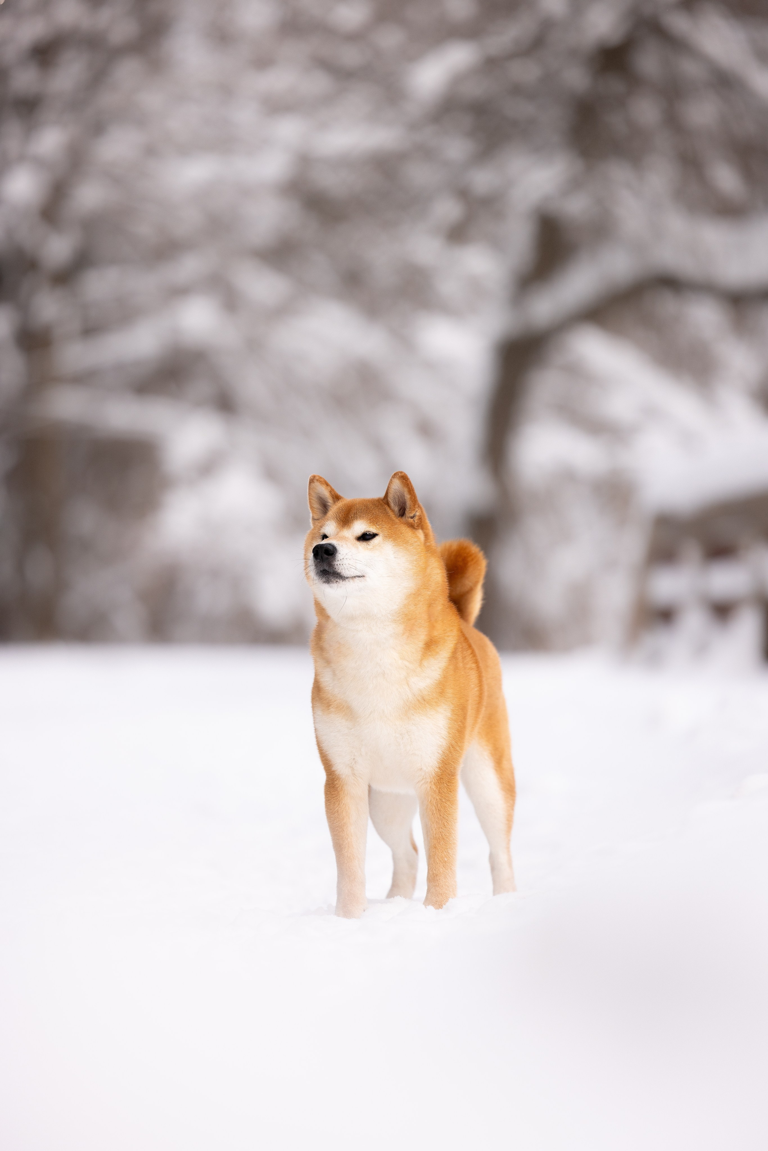Юми, Серж и Тоши. Фотограф и видеограф анималист Аганина Дарья