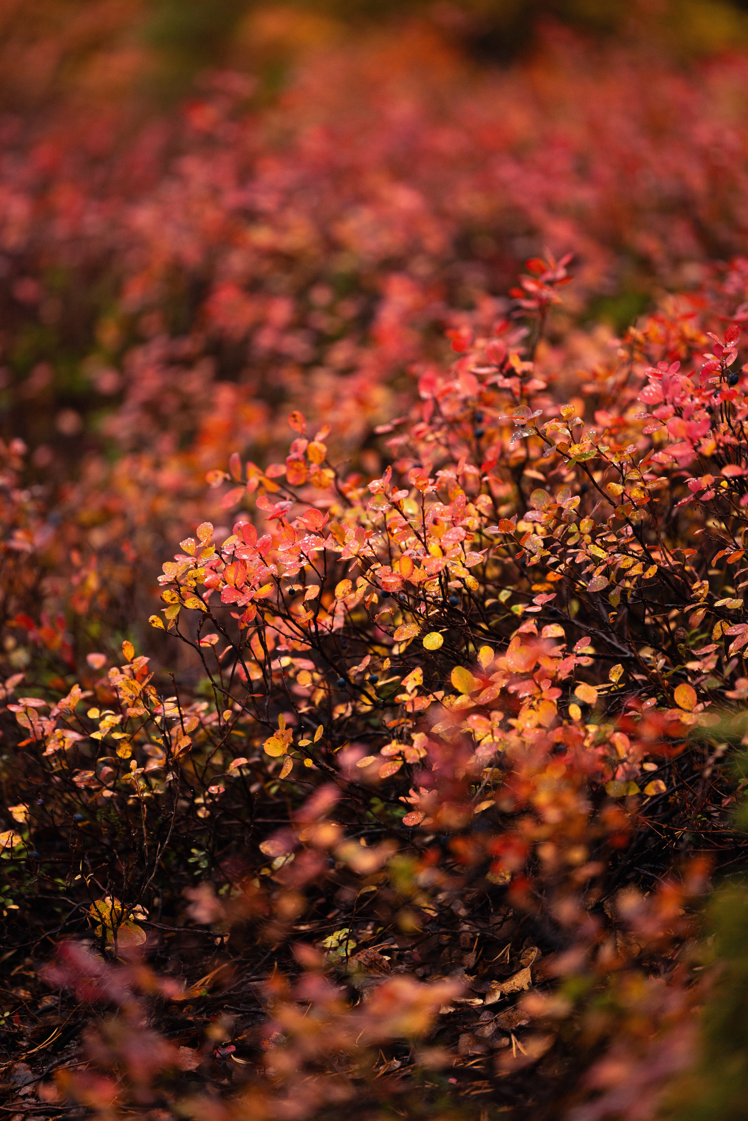 Кольский. Фотограф и видеограф анималист Аганина Дарья