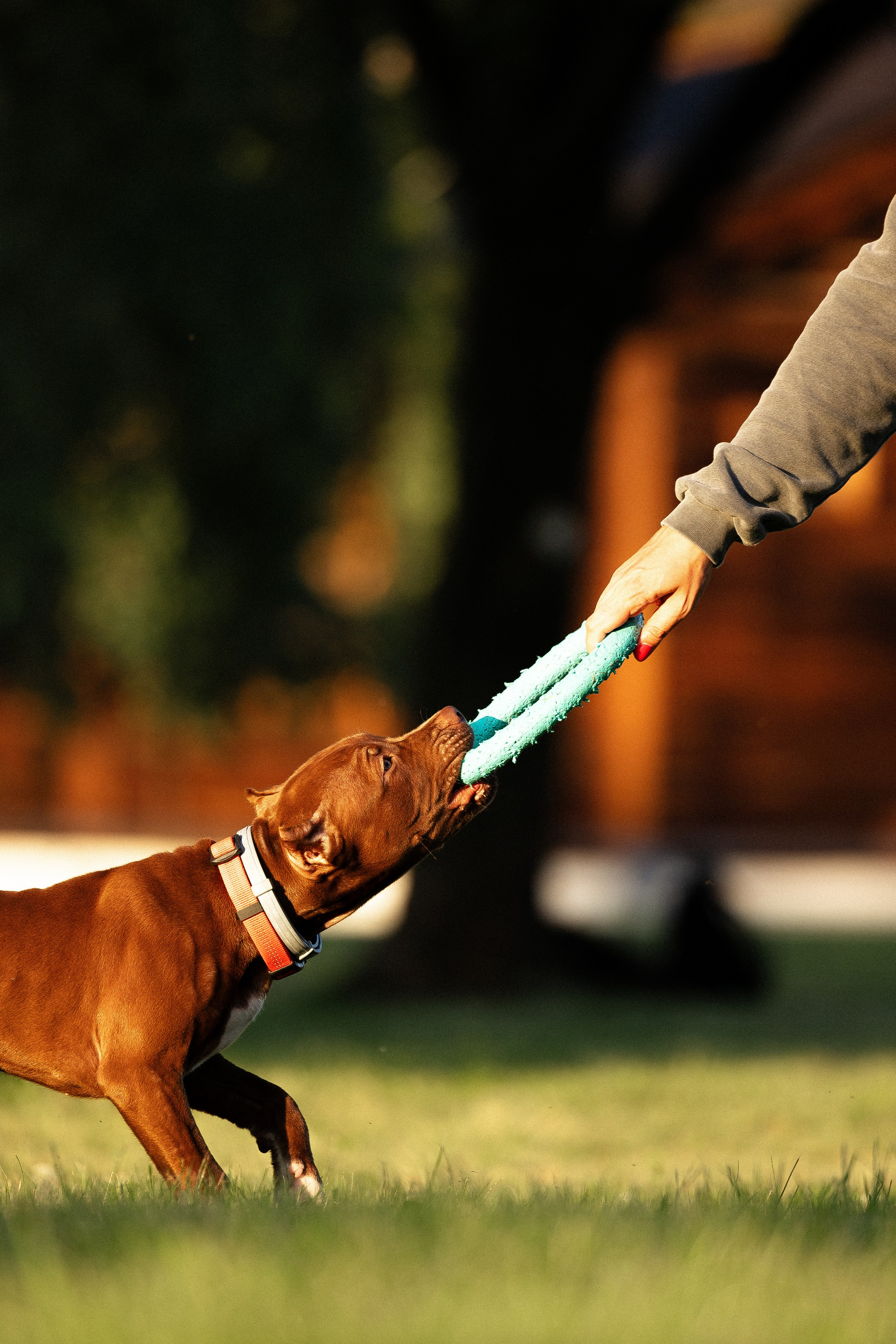 Елена и Хан. Фотограф и видеограф анималист Аганина Дарья