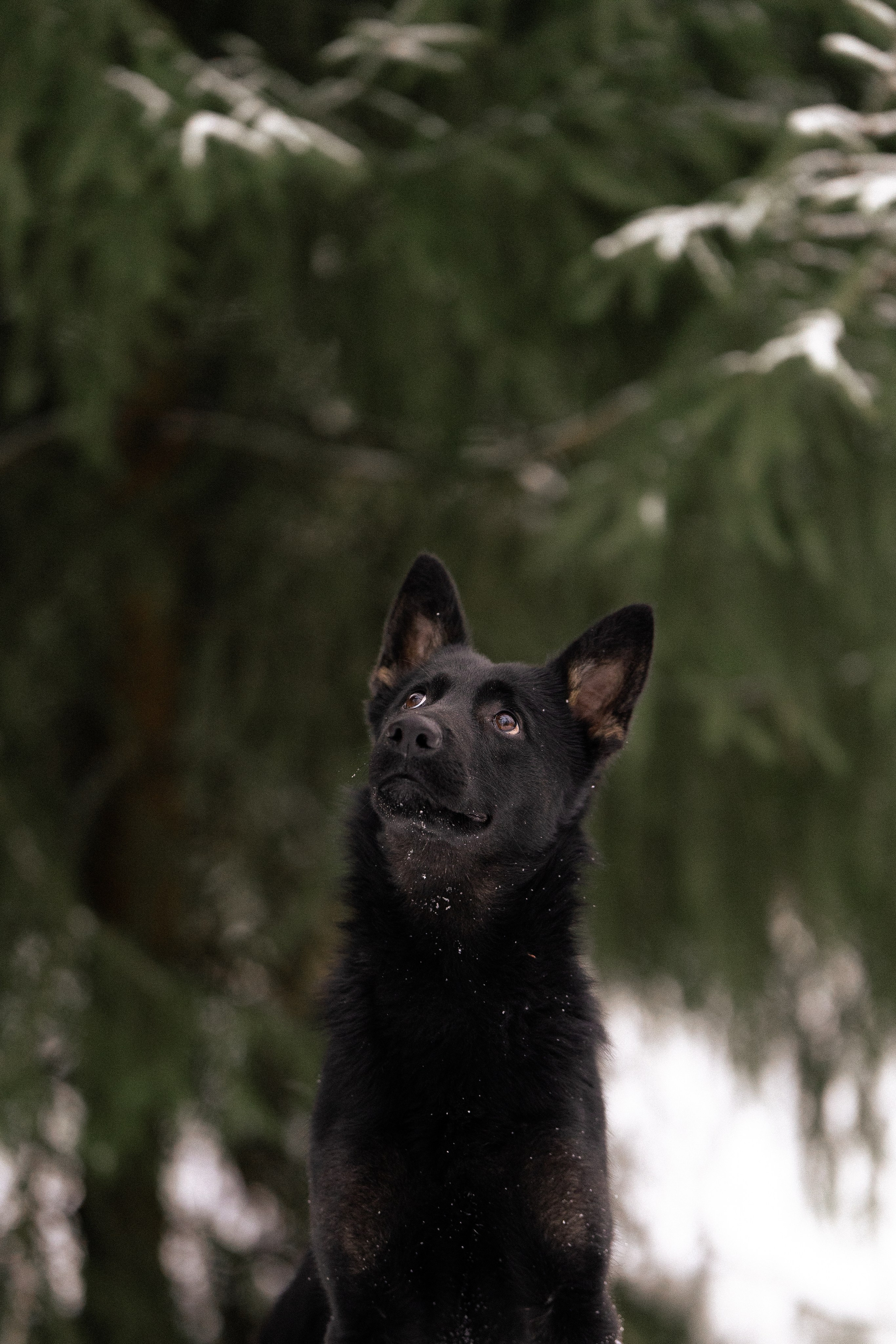 Немецкая овчарка. Фотограф и видеограф анималист Аганина Дарья