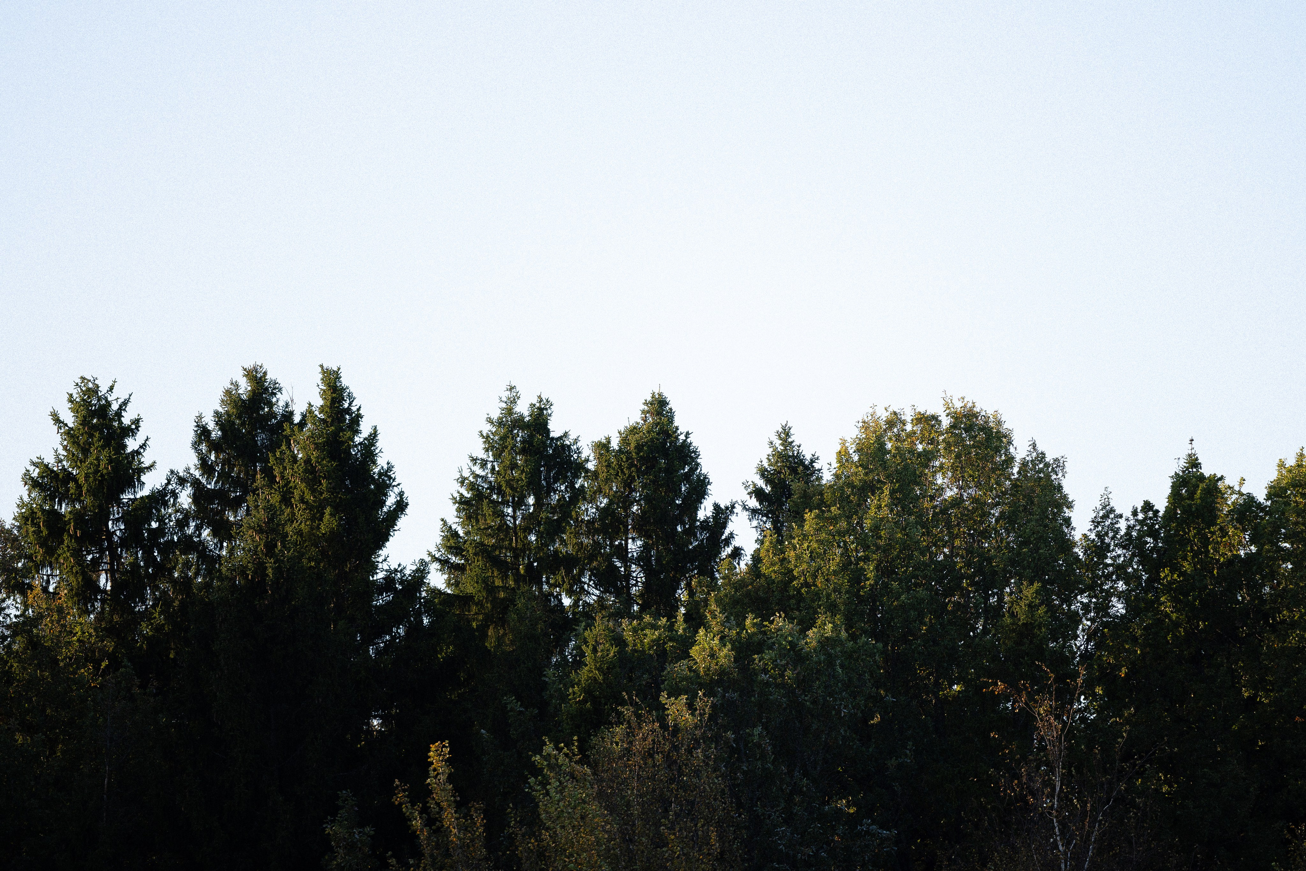 Женя, Афра и Молли. Фотограф и видеограф анималист Аганина Дарья