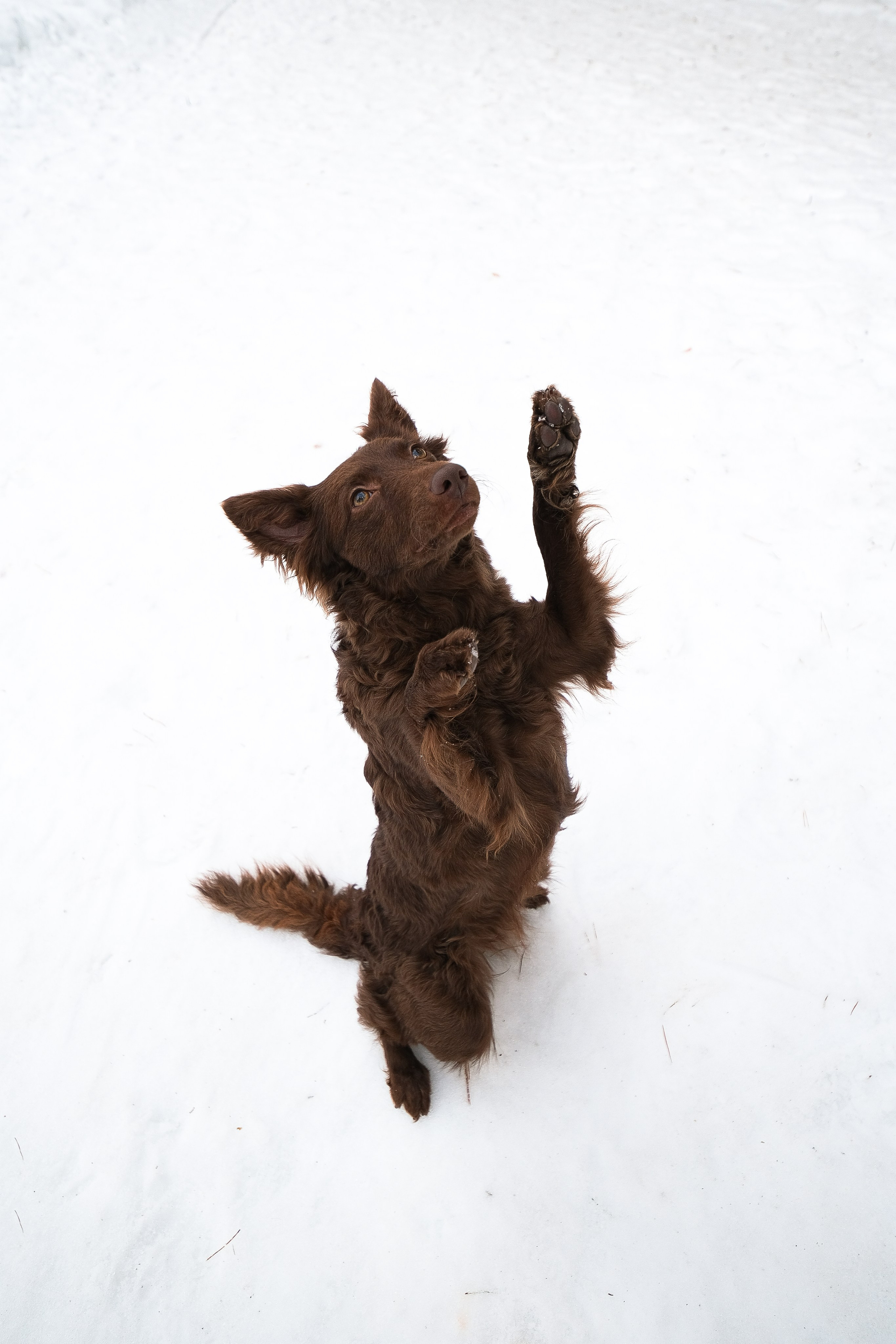 Маша и Одиссея. Фотограф и видеограф анималист Аганина Дарья
