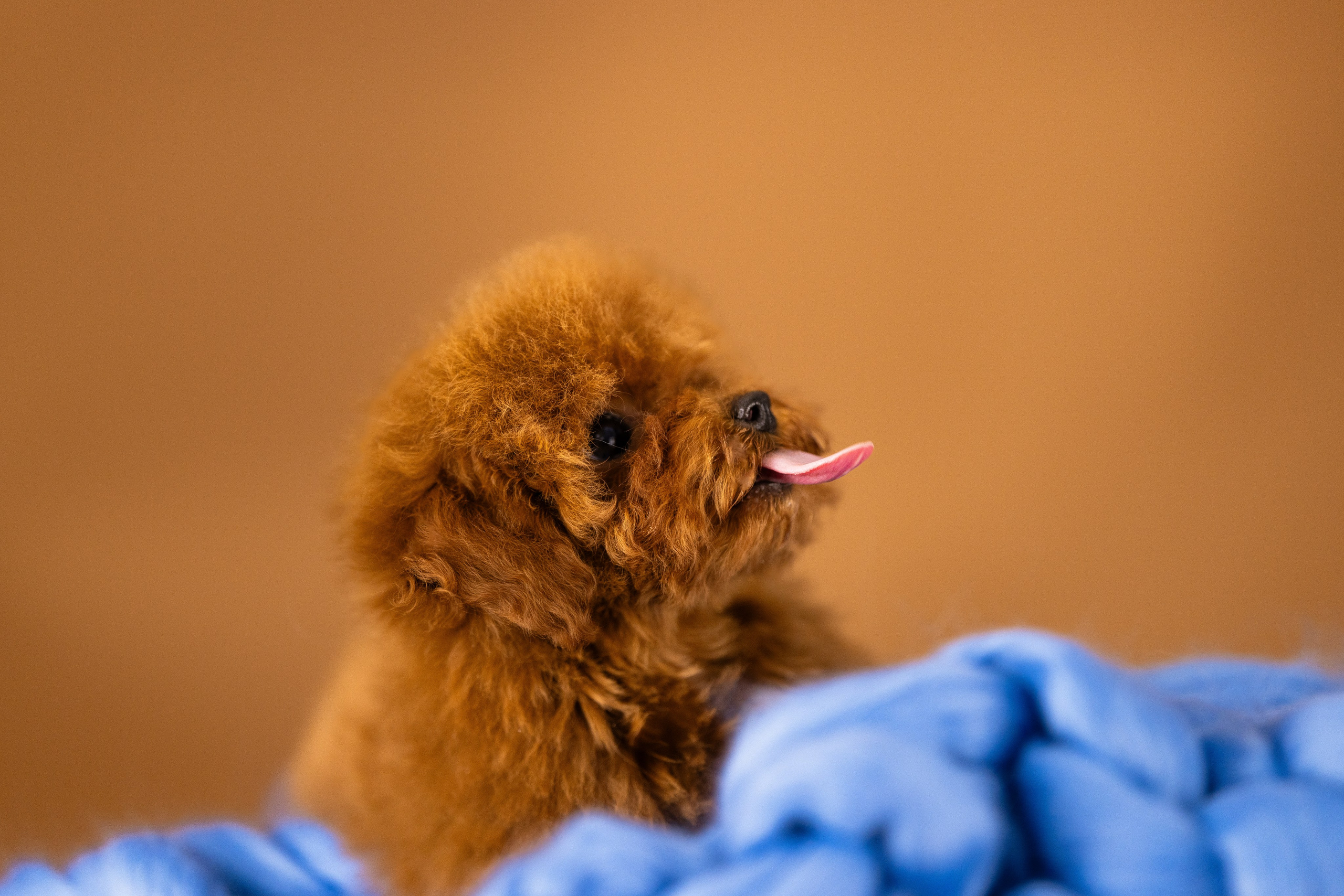 Мальтипу. Фотограф и видеограф анималист Аганина Дарья
