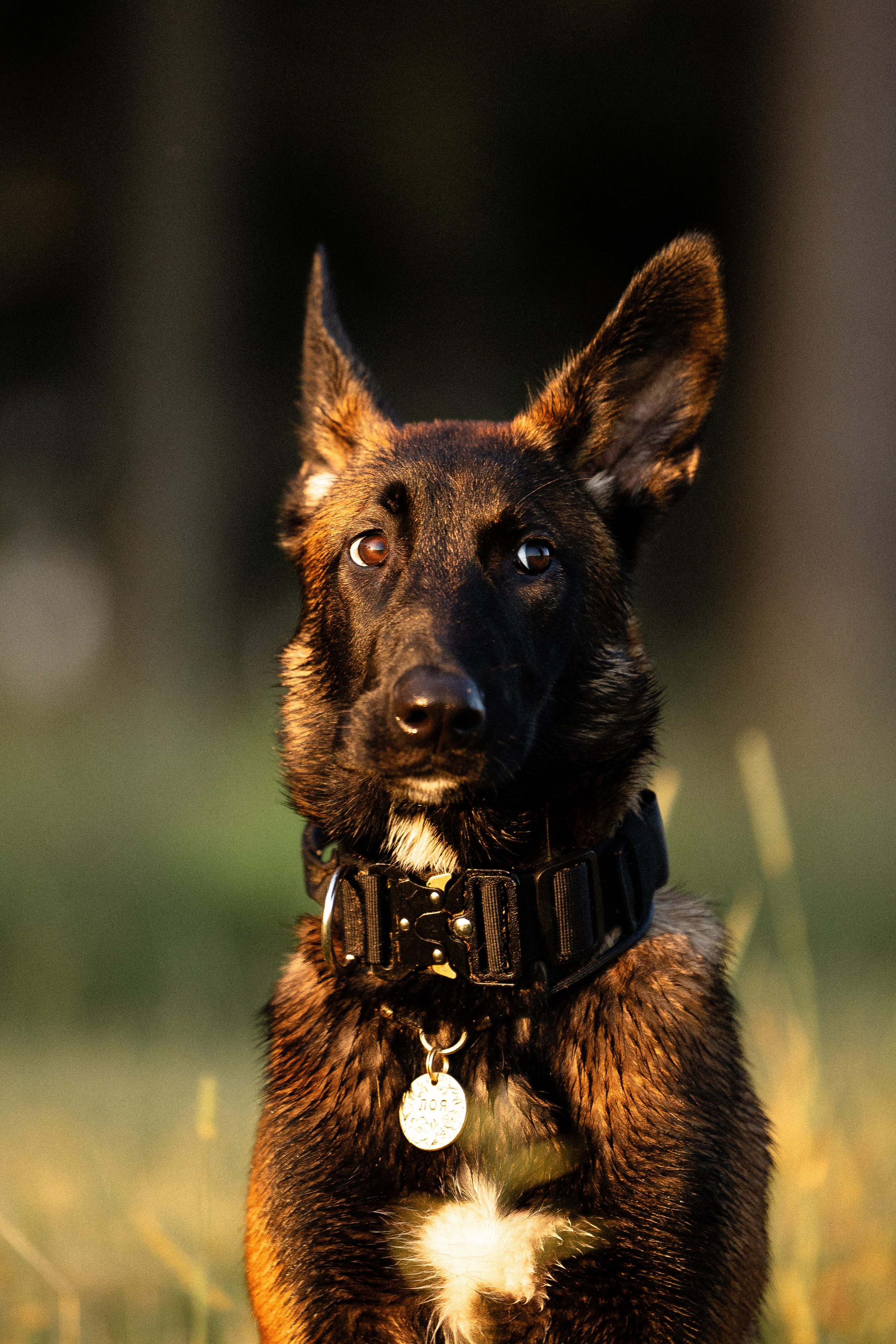 Галина и Лоя. Фотограф и видеограф анималист Аганина Дарья