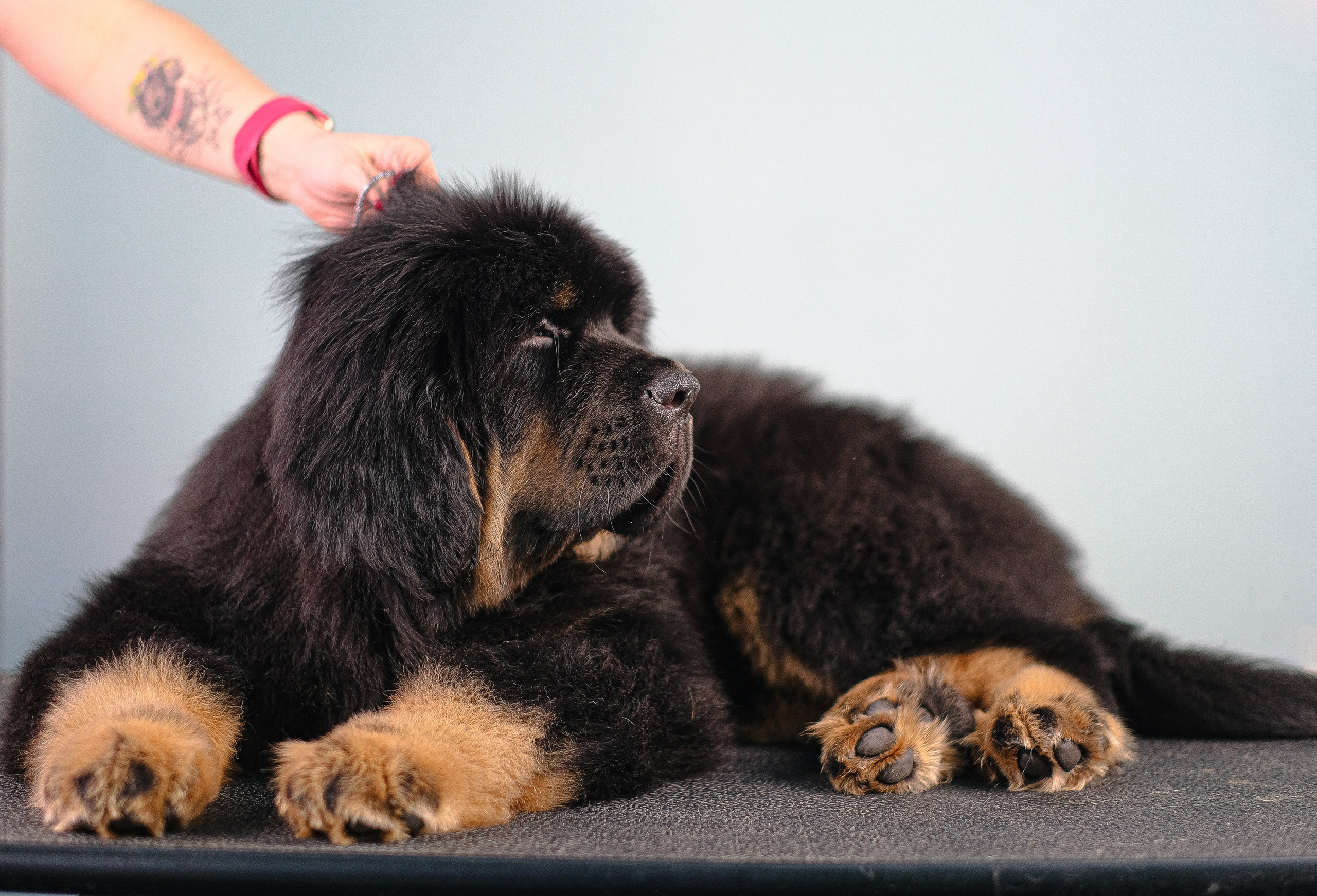 Тибетский мастиф. Фотограф и видеограф анималист Аганина Дарья