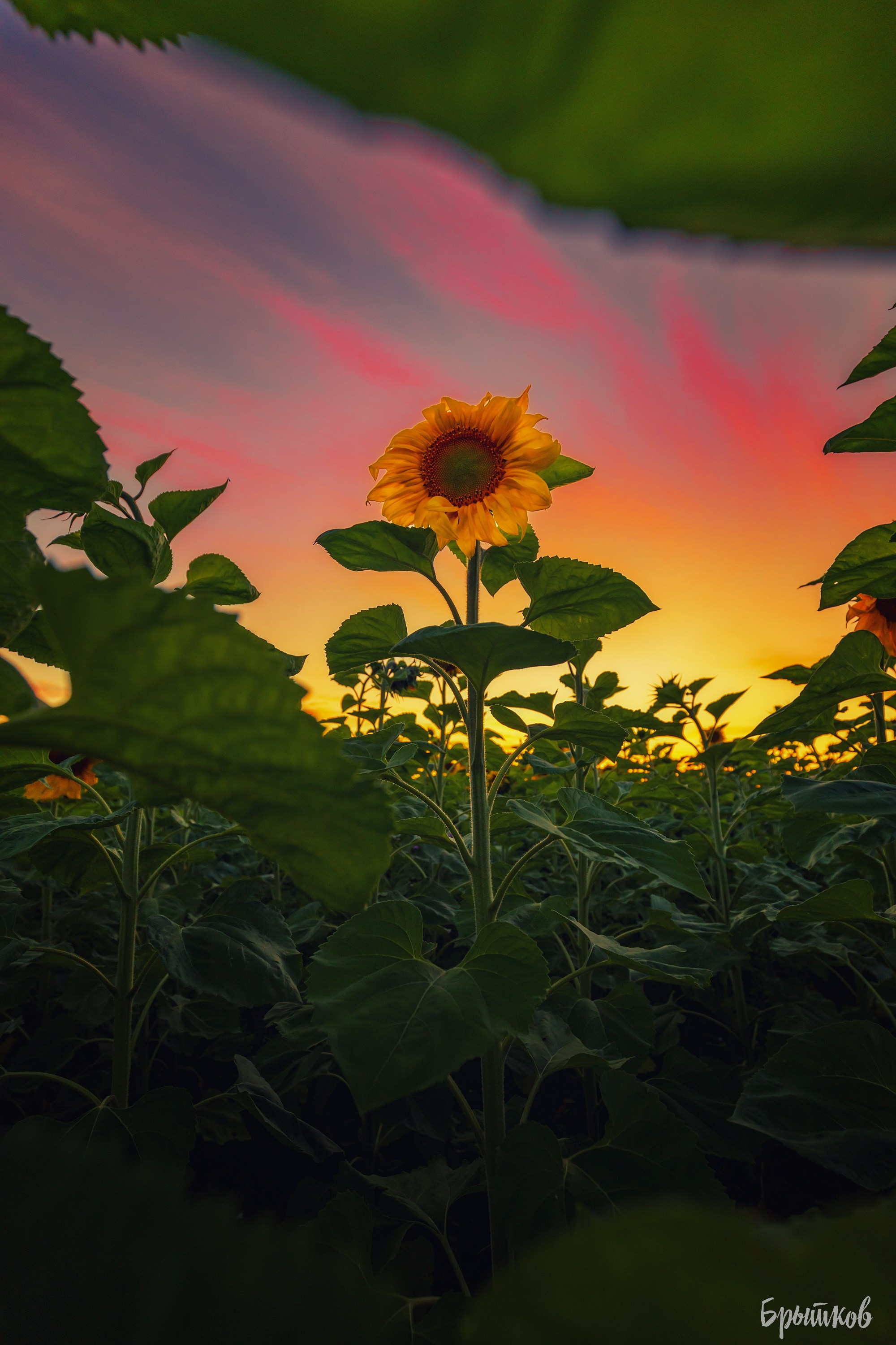 Поля. Подсолнухи. Николай Брытков — фотограф в Туле