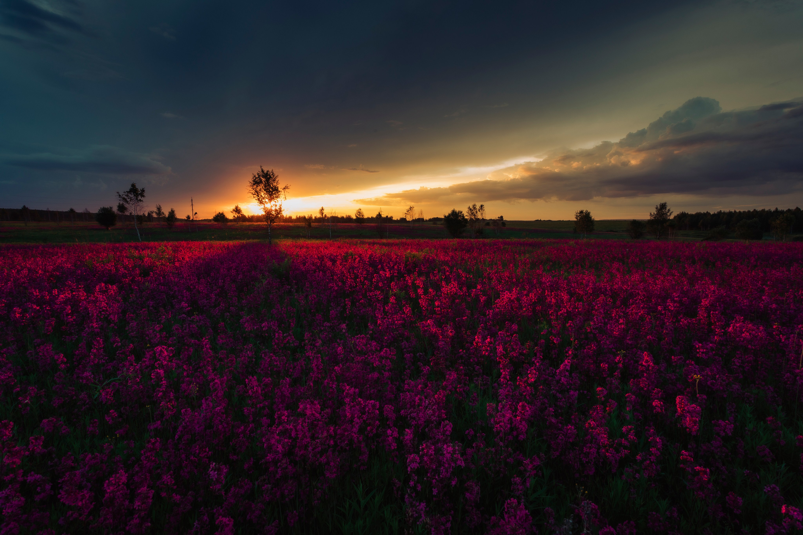 Поля. Смолка клейкая. Николай Брытков — фотограф в Туле