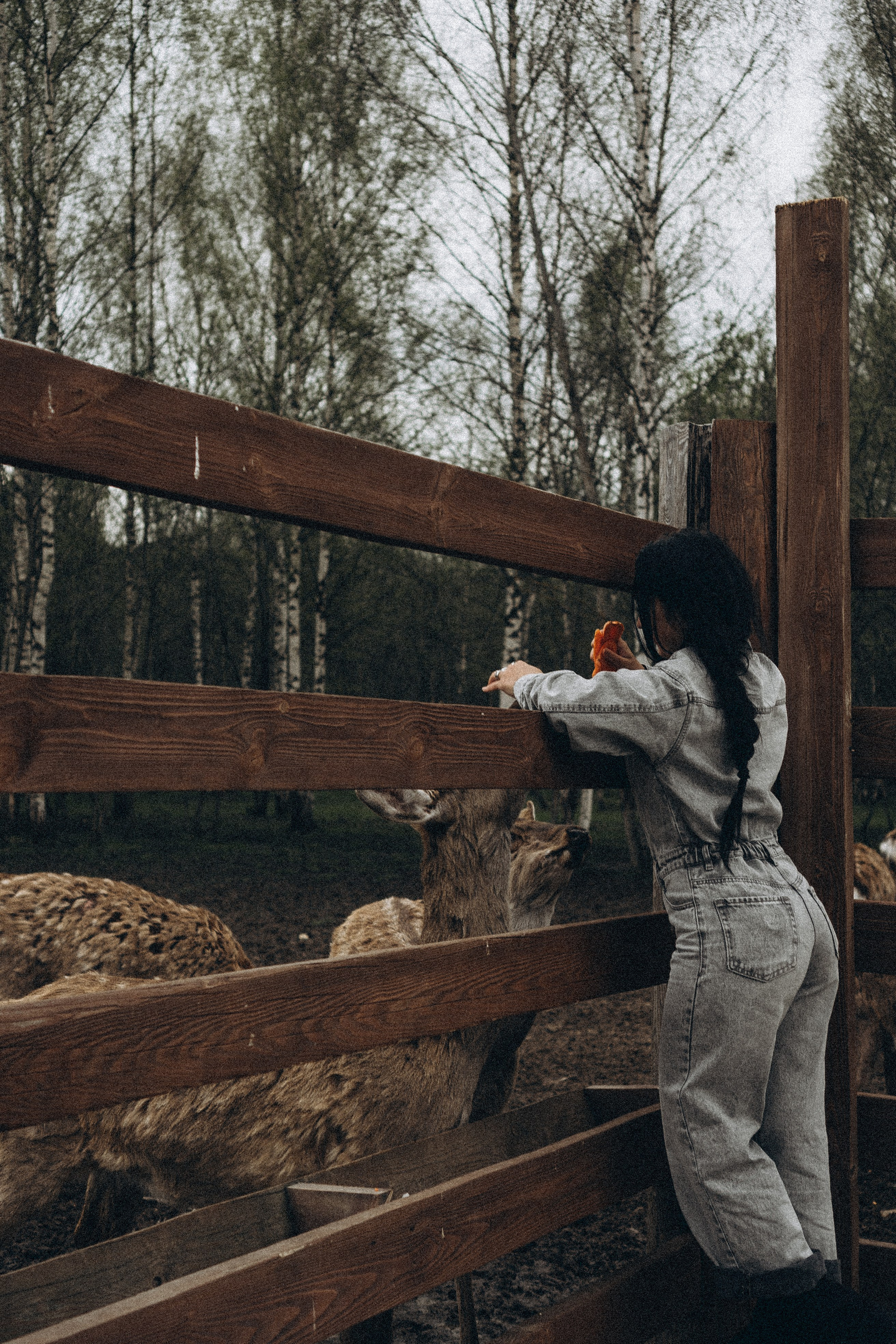 ОЛЕНЬЯ ФЕРМА В ТВЕРИ. Профессиональный фотограф, Санкт-Петербург — Виктория Богомолова