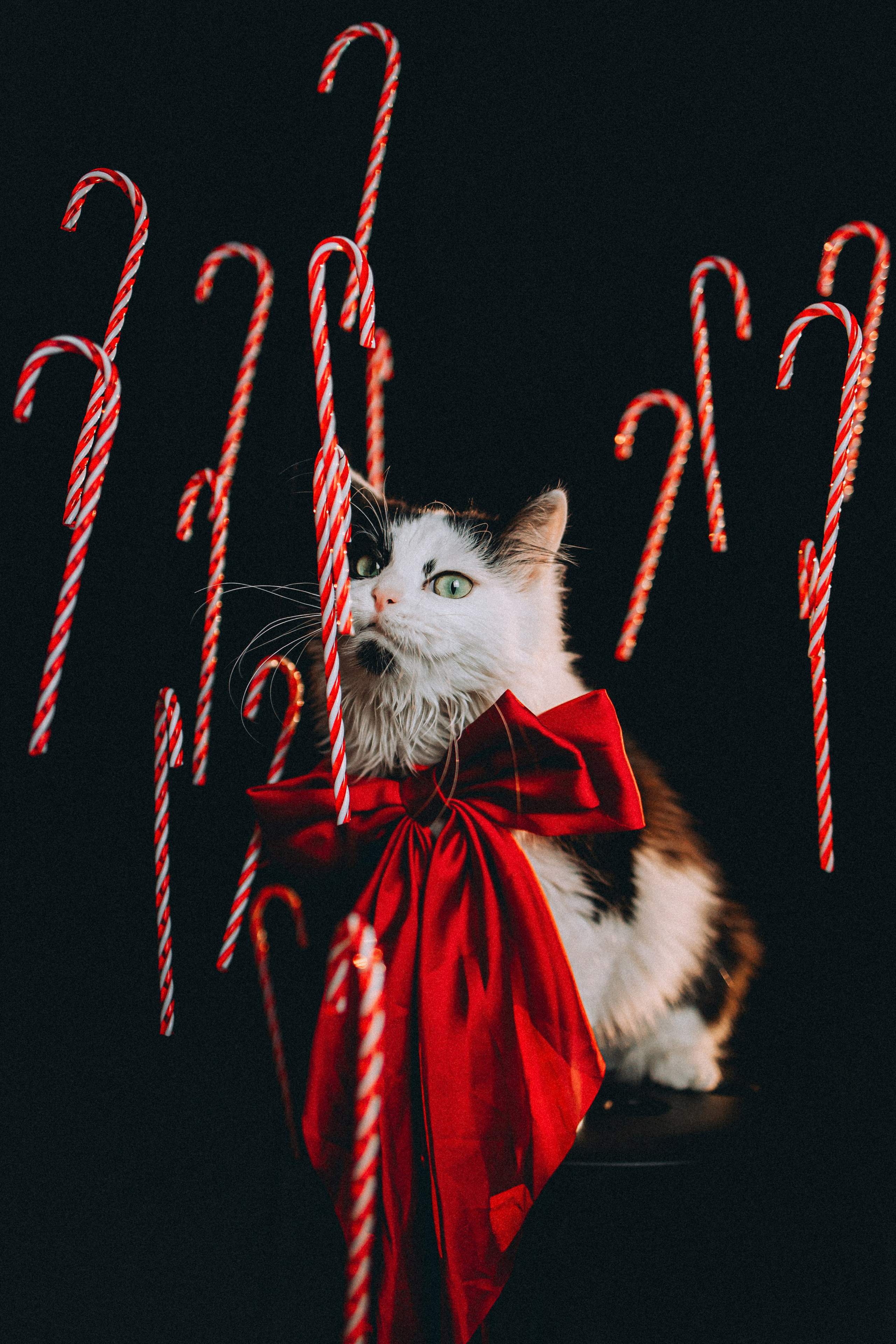 Джек, Бет и Кову