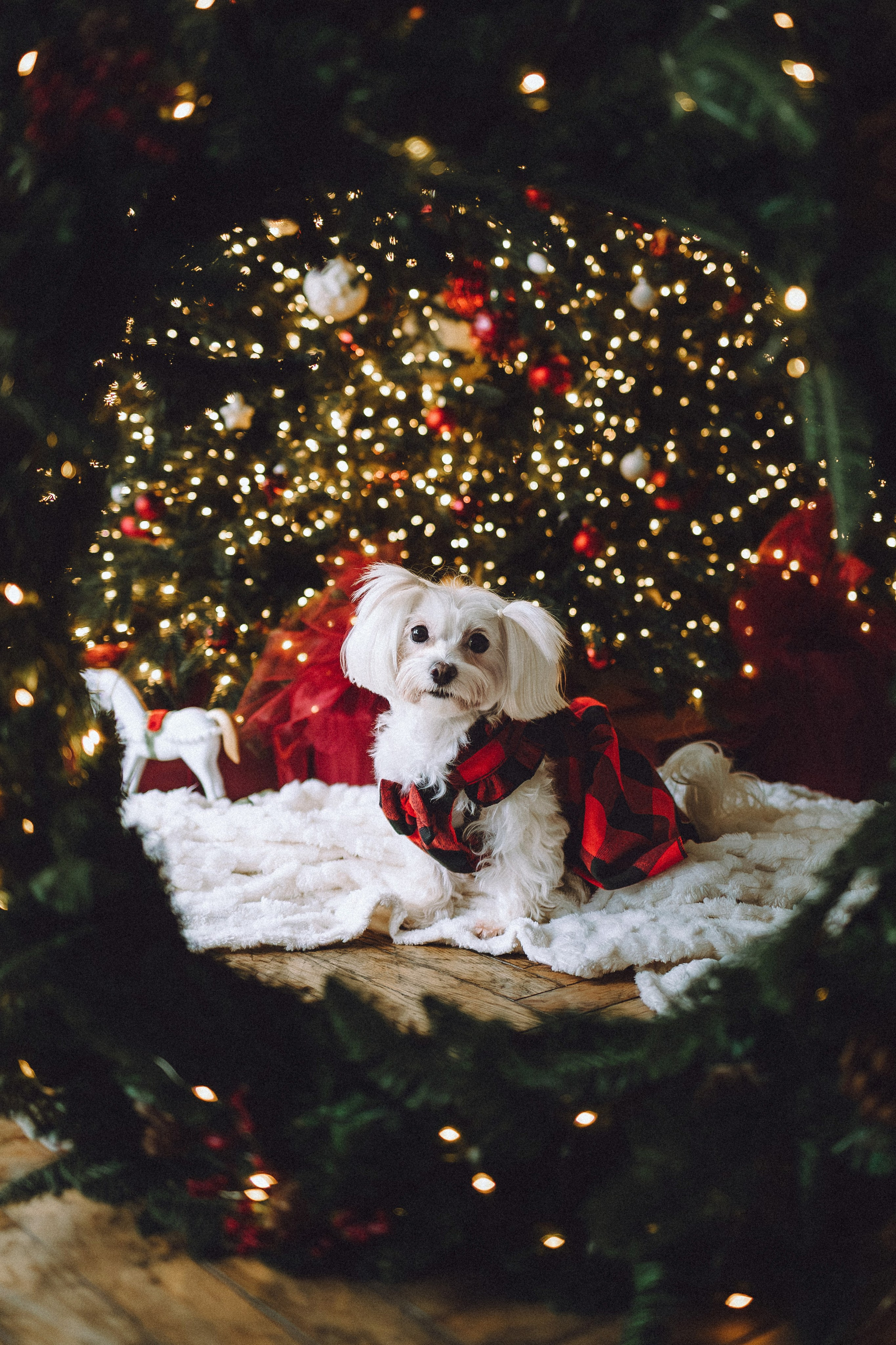 Констанция и Молли