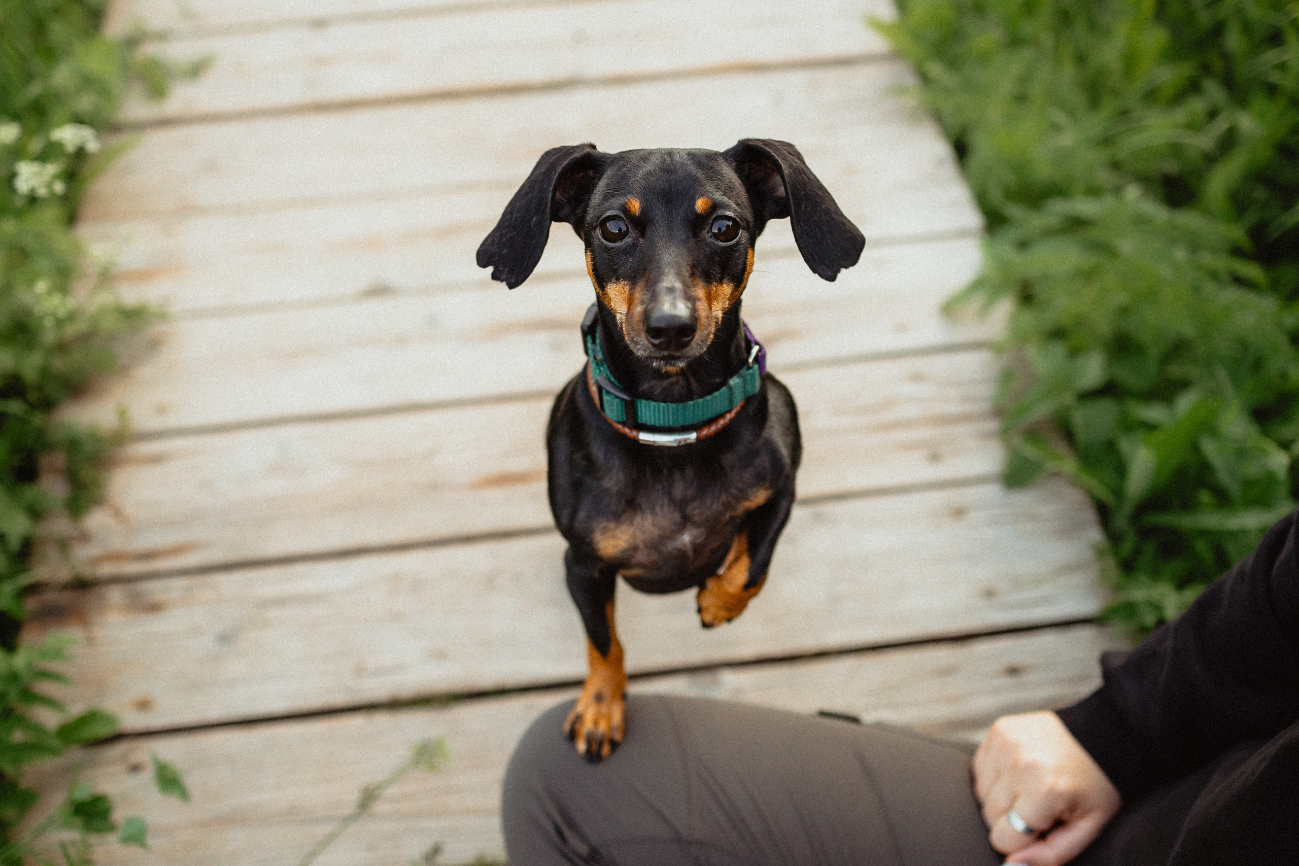 Выездной дог-тренинг от школы «Шерсть имею»