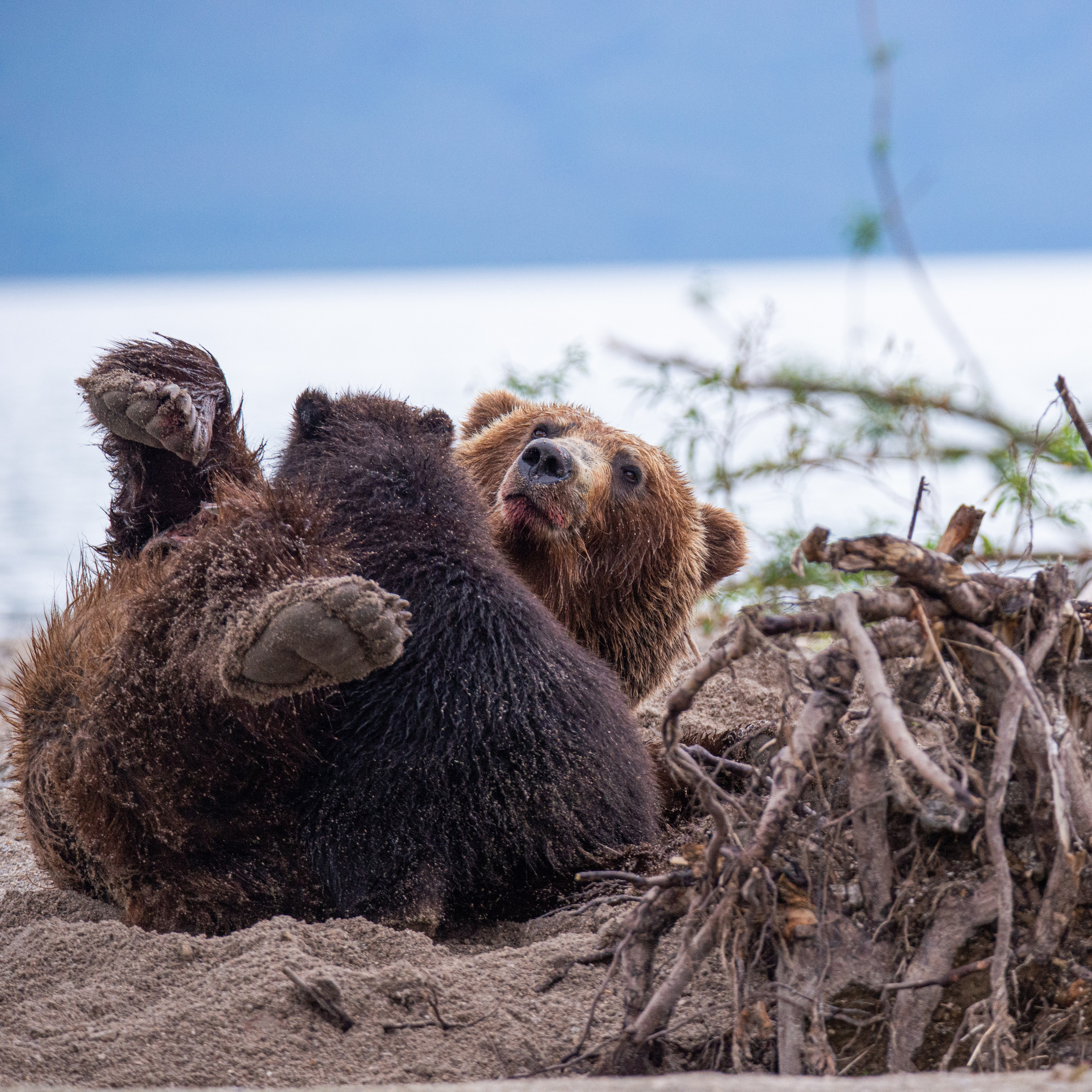 Камчатка — земля медведей. Игорь Иванко — Репортажный и событийный фотограф. Москва