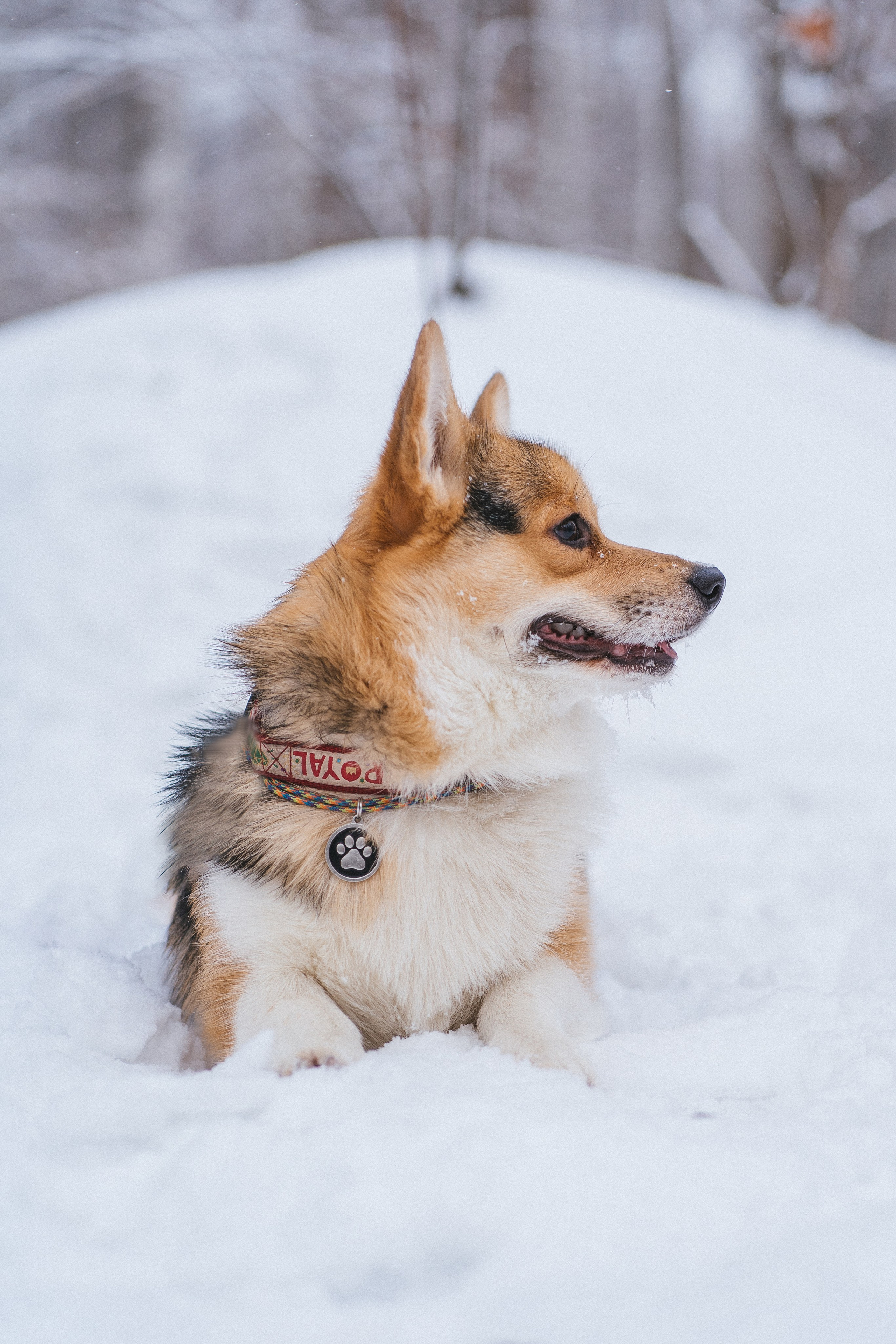 Каспер и Полина. Свадебный фотограф в Москве Анна Полушина