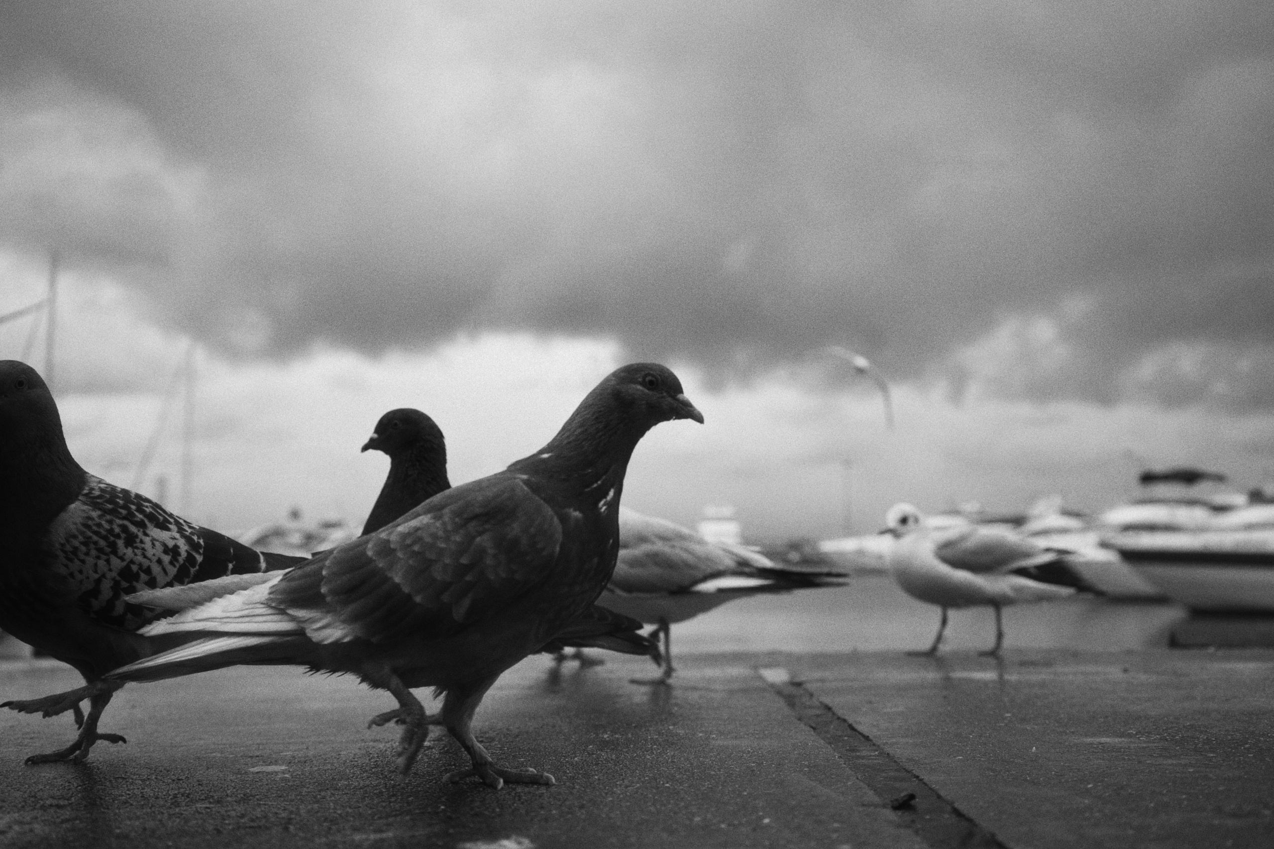 Sochi port (morskaya). Фотограф Юрин Евгений