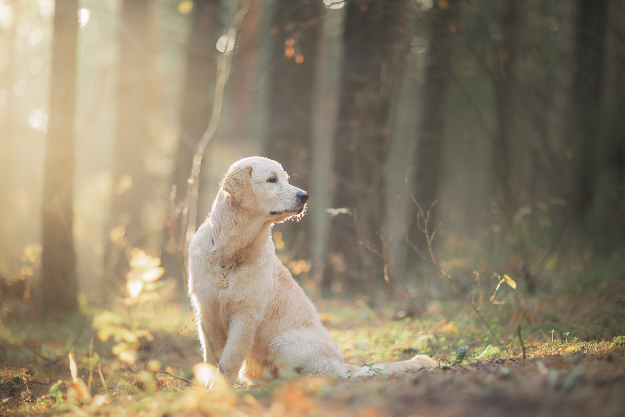 Снежик и Веста. Свадебный и женский фотограф