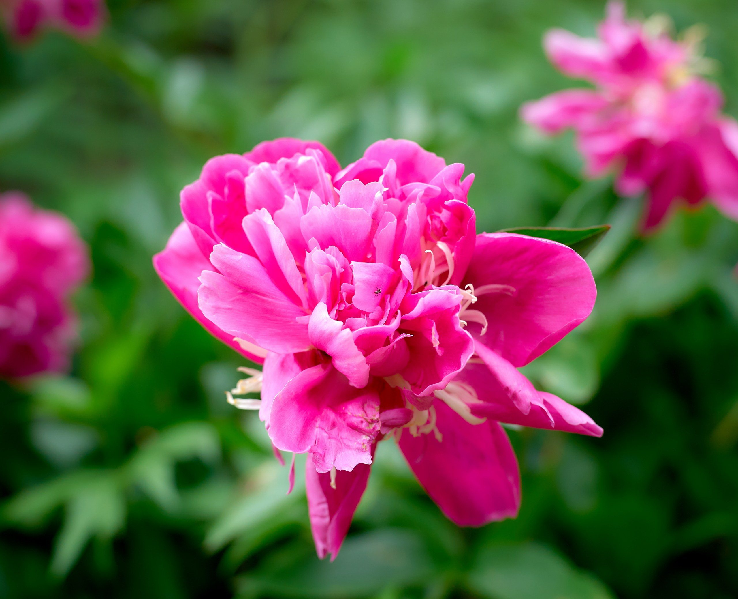 Лютики-цветочки — галерея NATRIEL