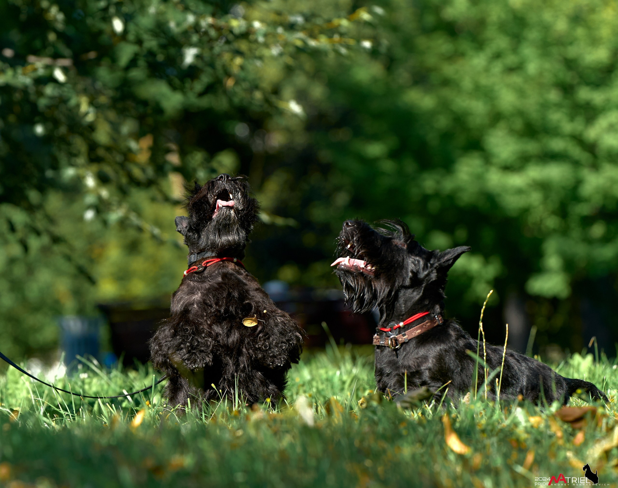 Семейная фотопрогулка с собаками