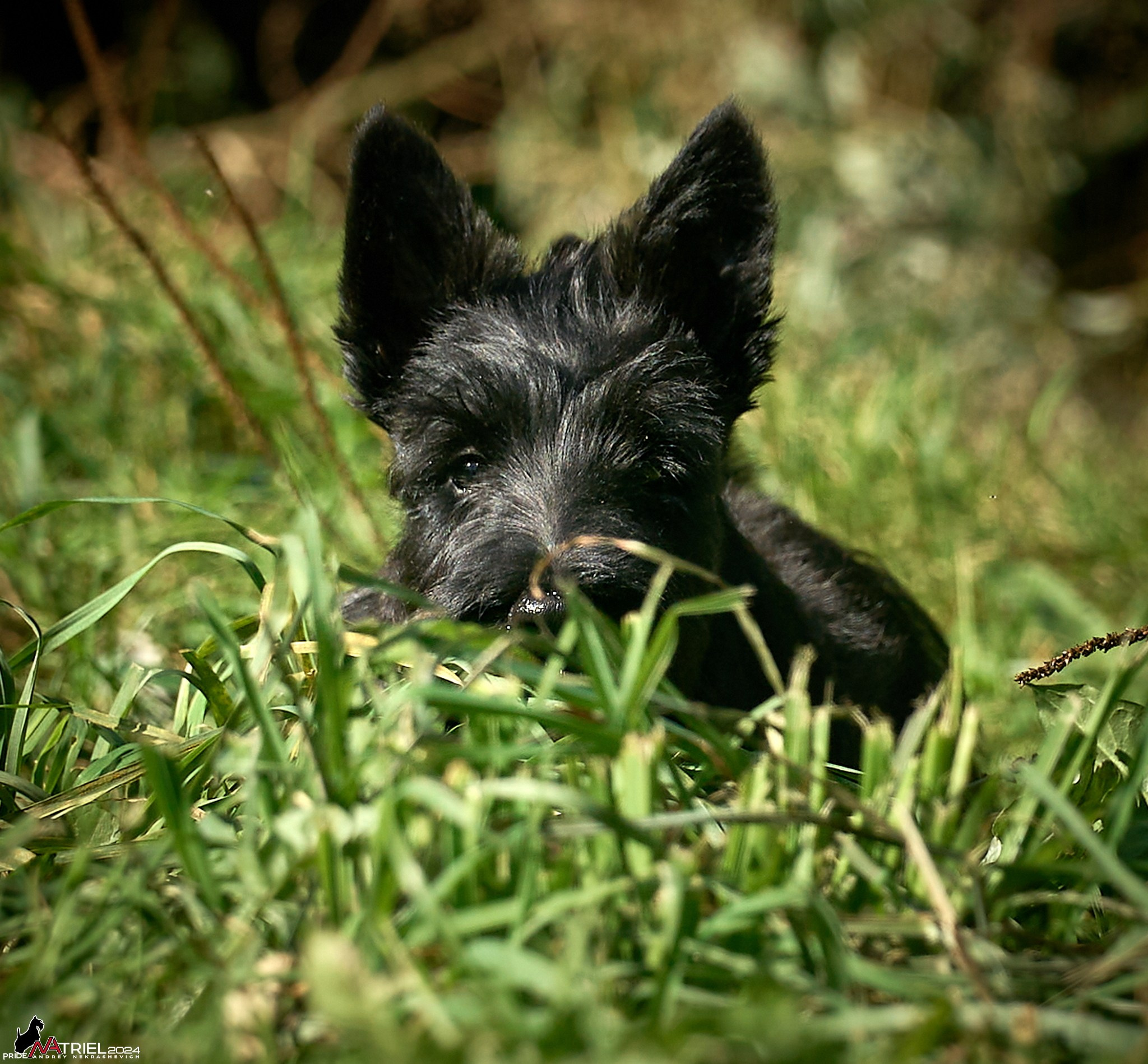Съемка собак в питомнике