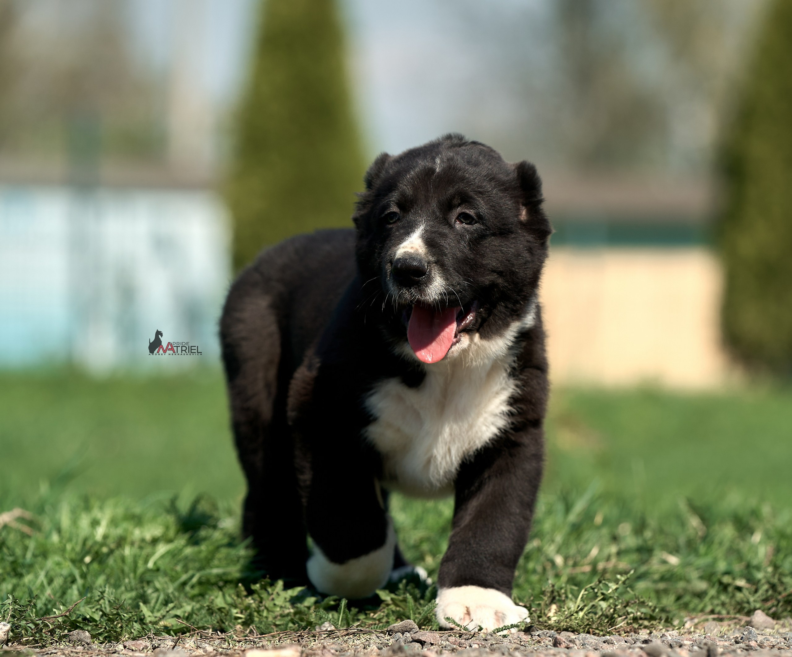 Среднеазиаты — щенки и взрослые