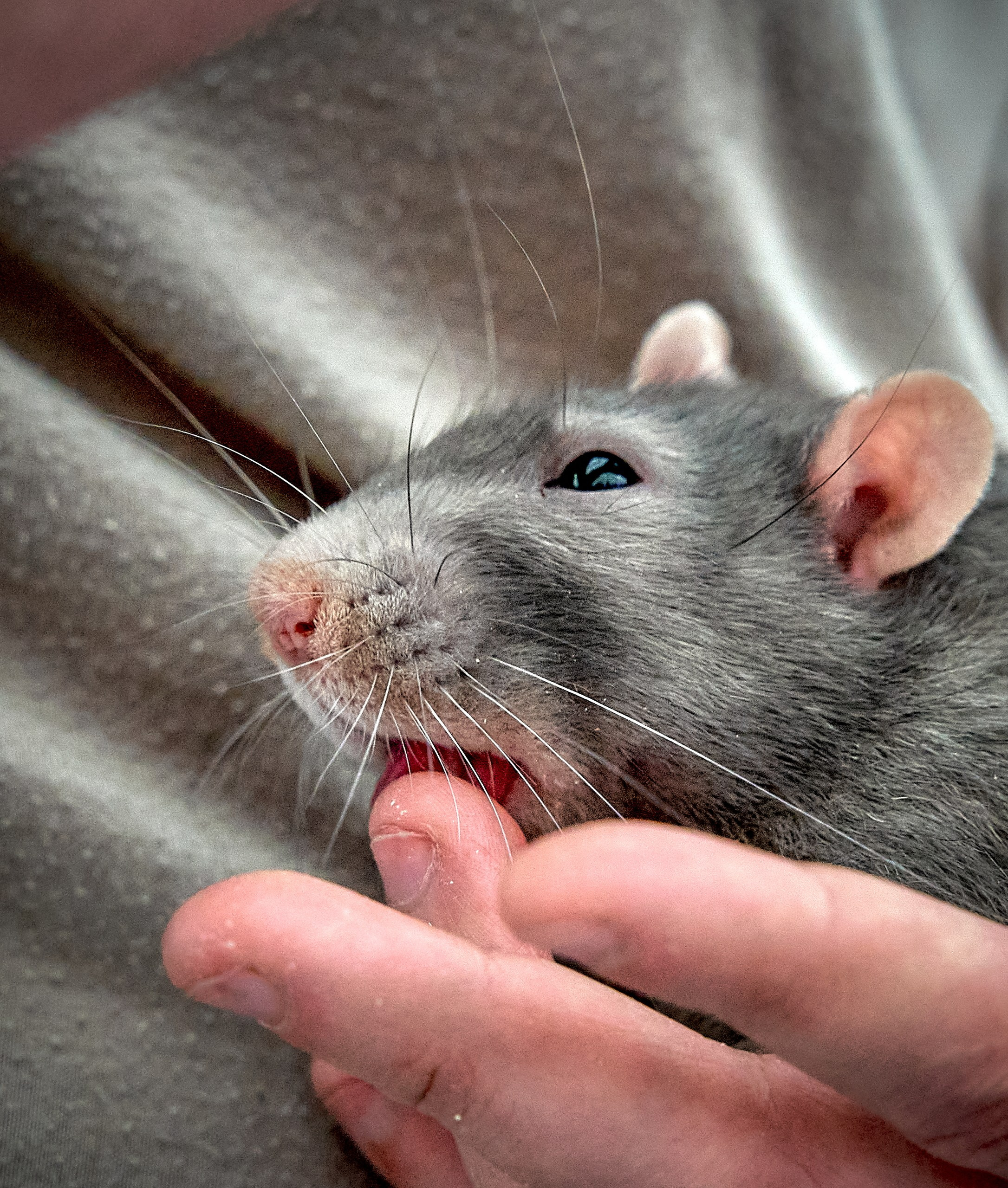 Животные — галерея NATRIEL