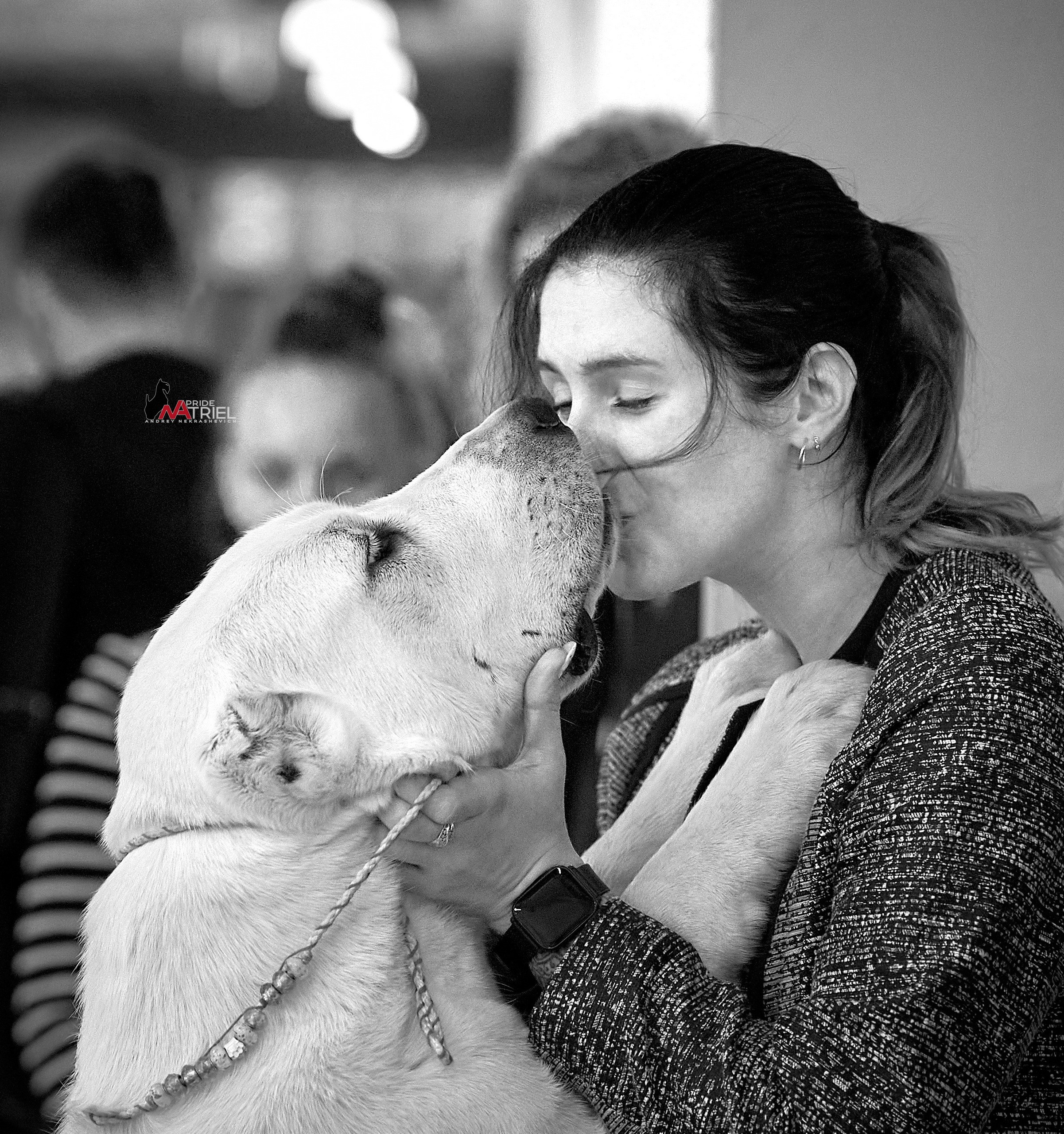 Собаки и Люди — галерея NATRIEL