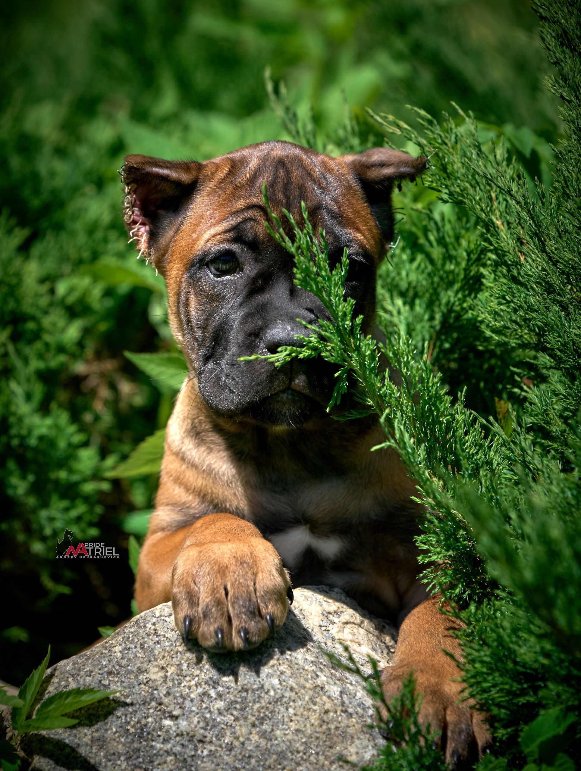 Щенки на прогулке — галерея NATRIEL