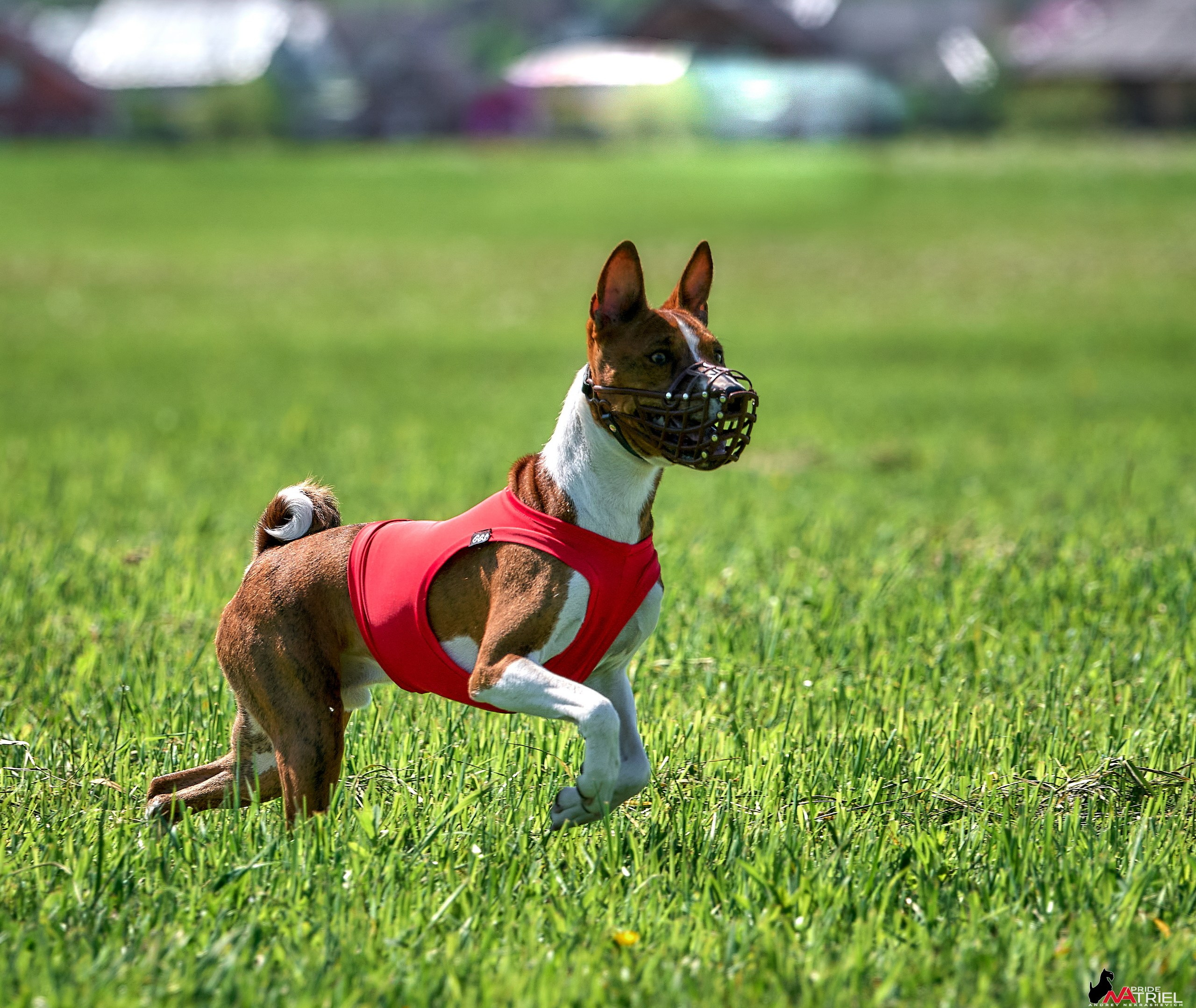 Съемка курсинг — галерея NATRIEL