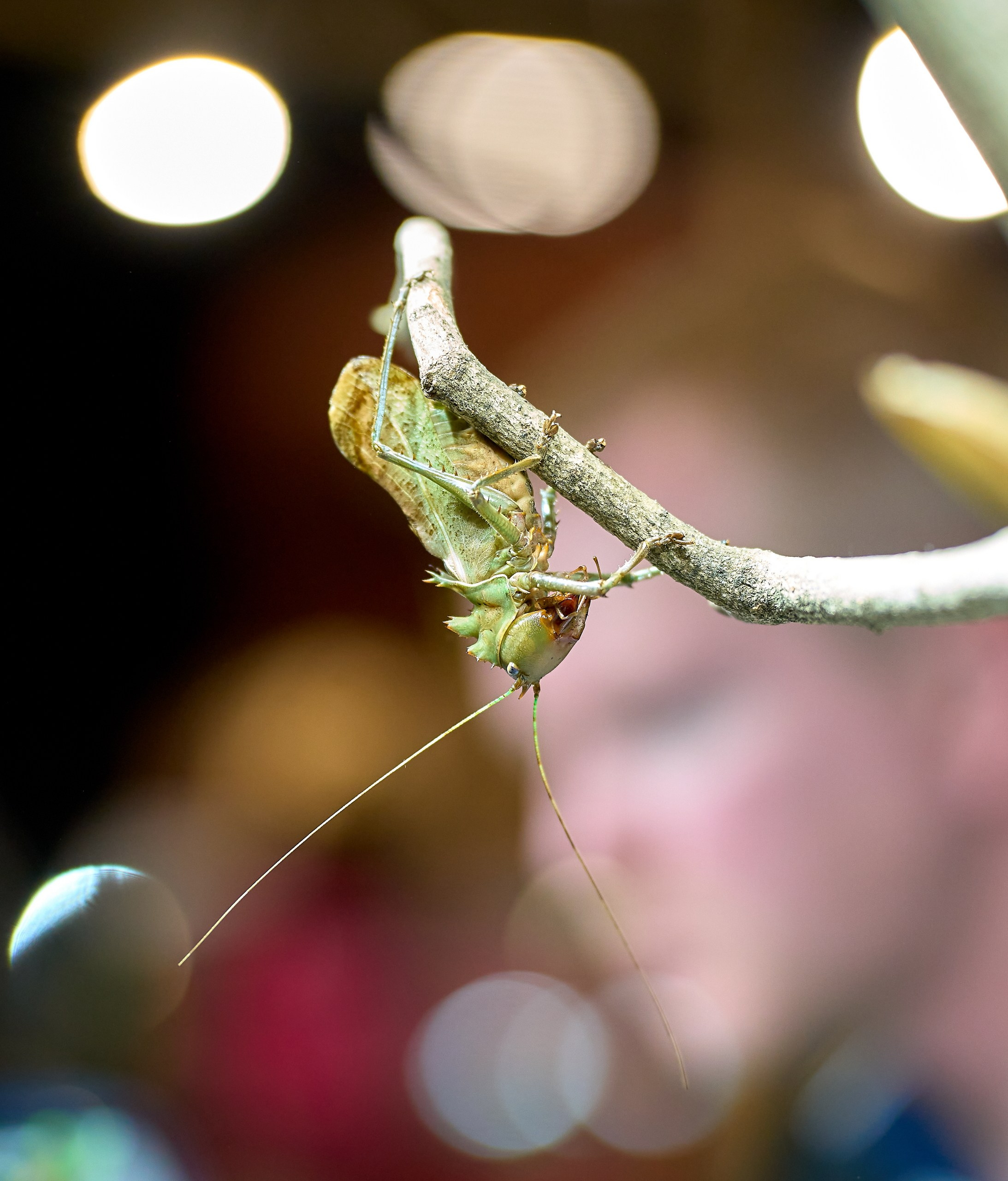 Рептилии — галерея NATRIEL