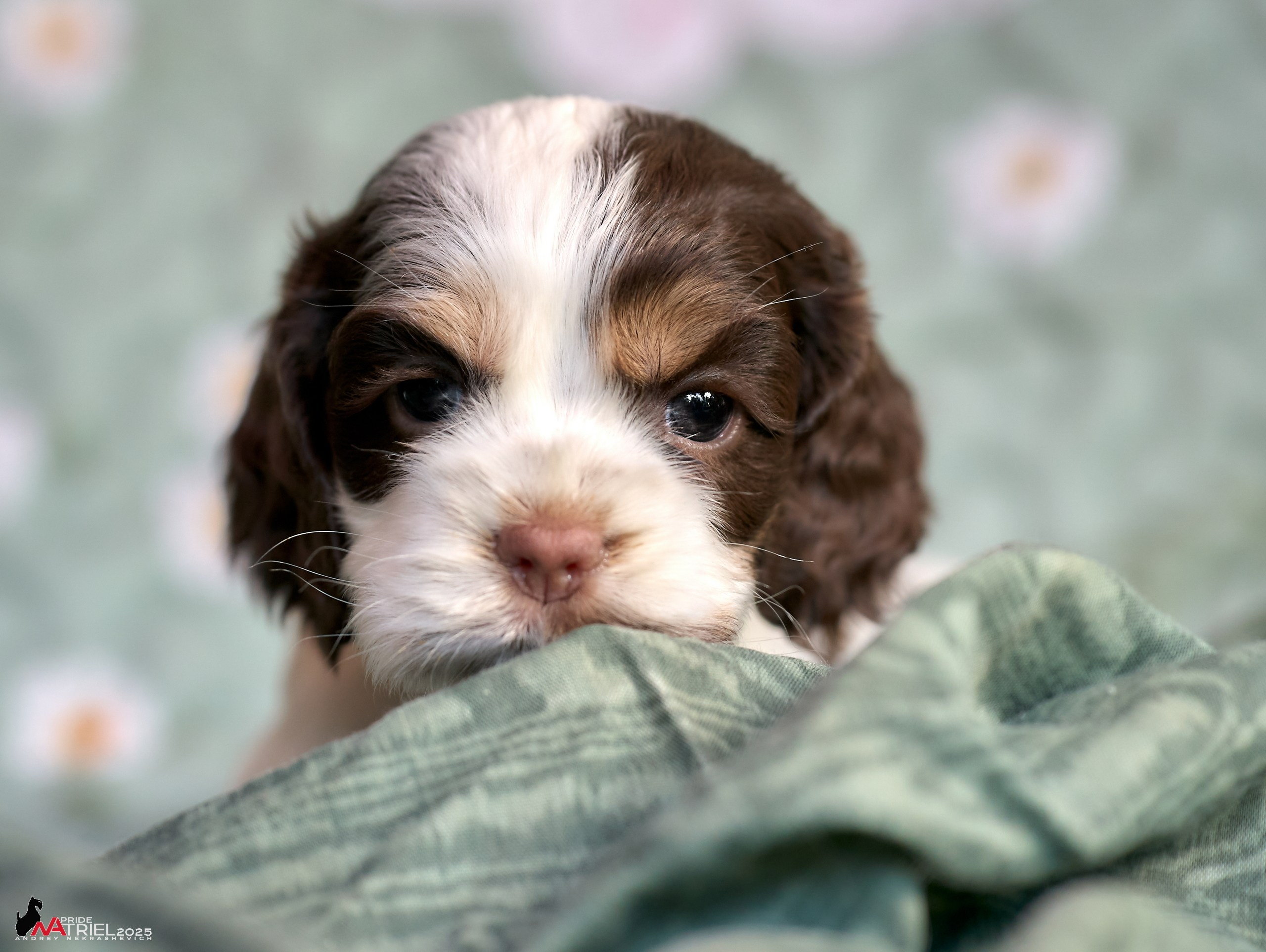 Щенки АмКокеров