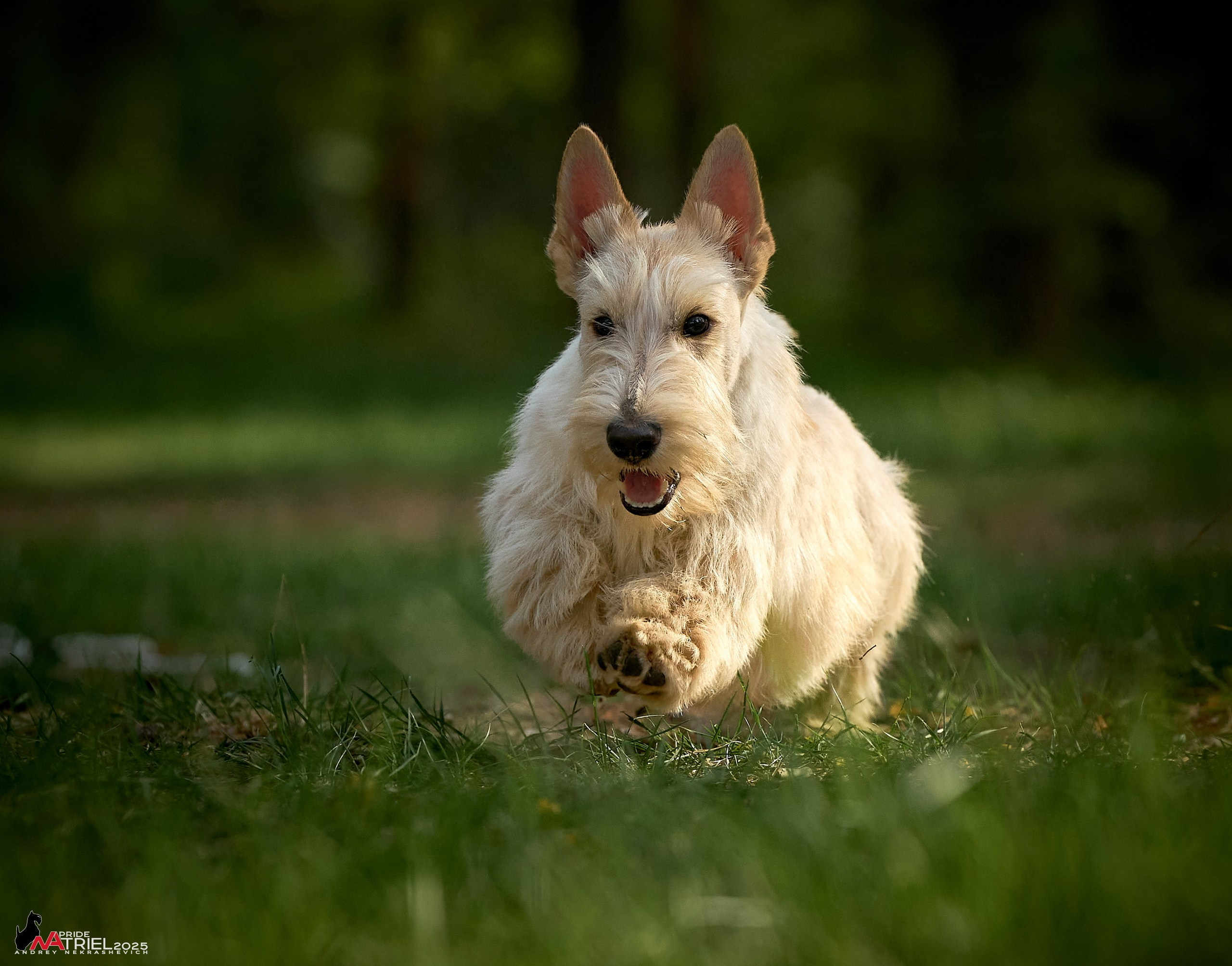 Выставка собак Суздаль-Владимир
