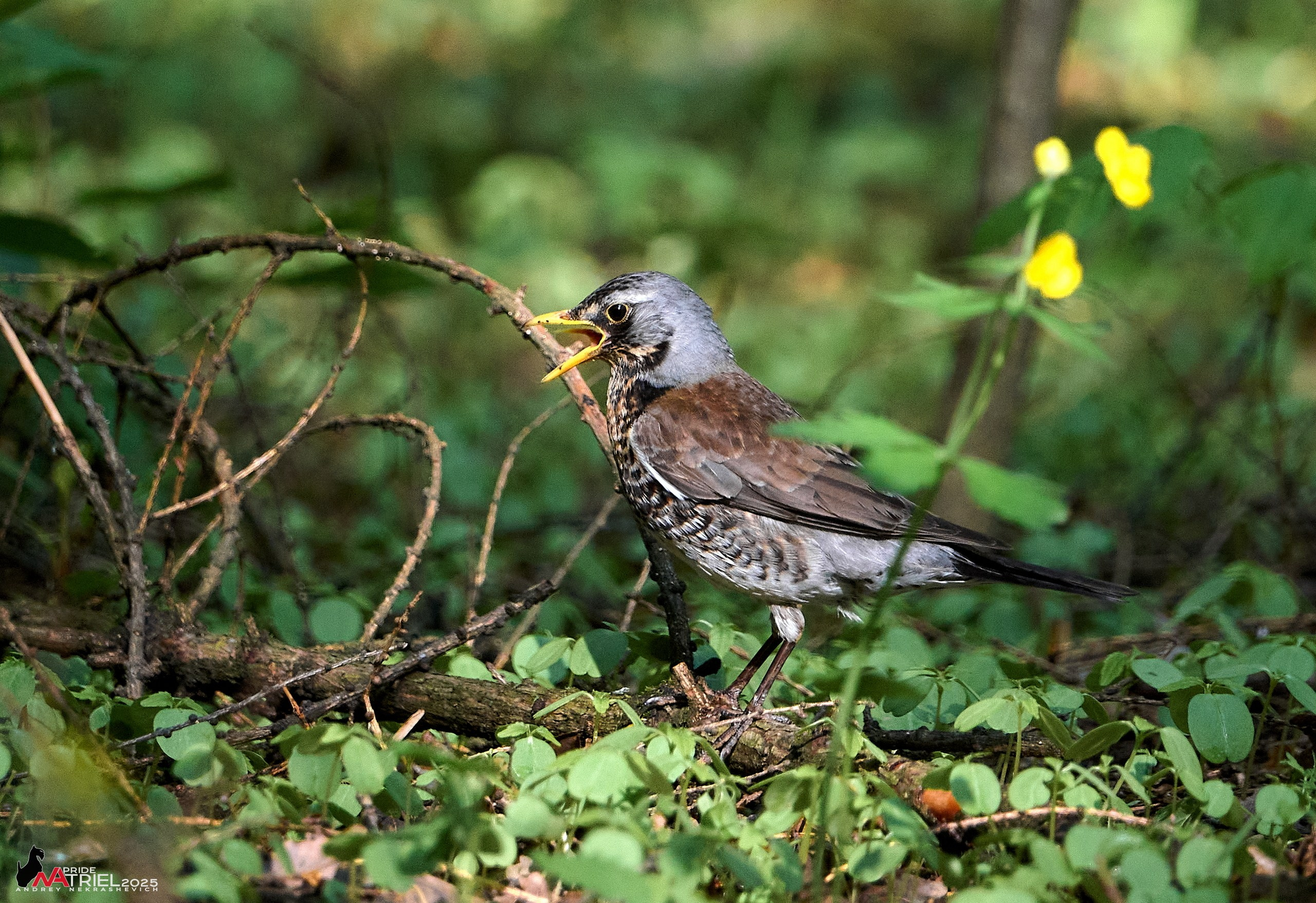Съемка в майском лесу