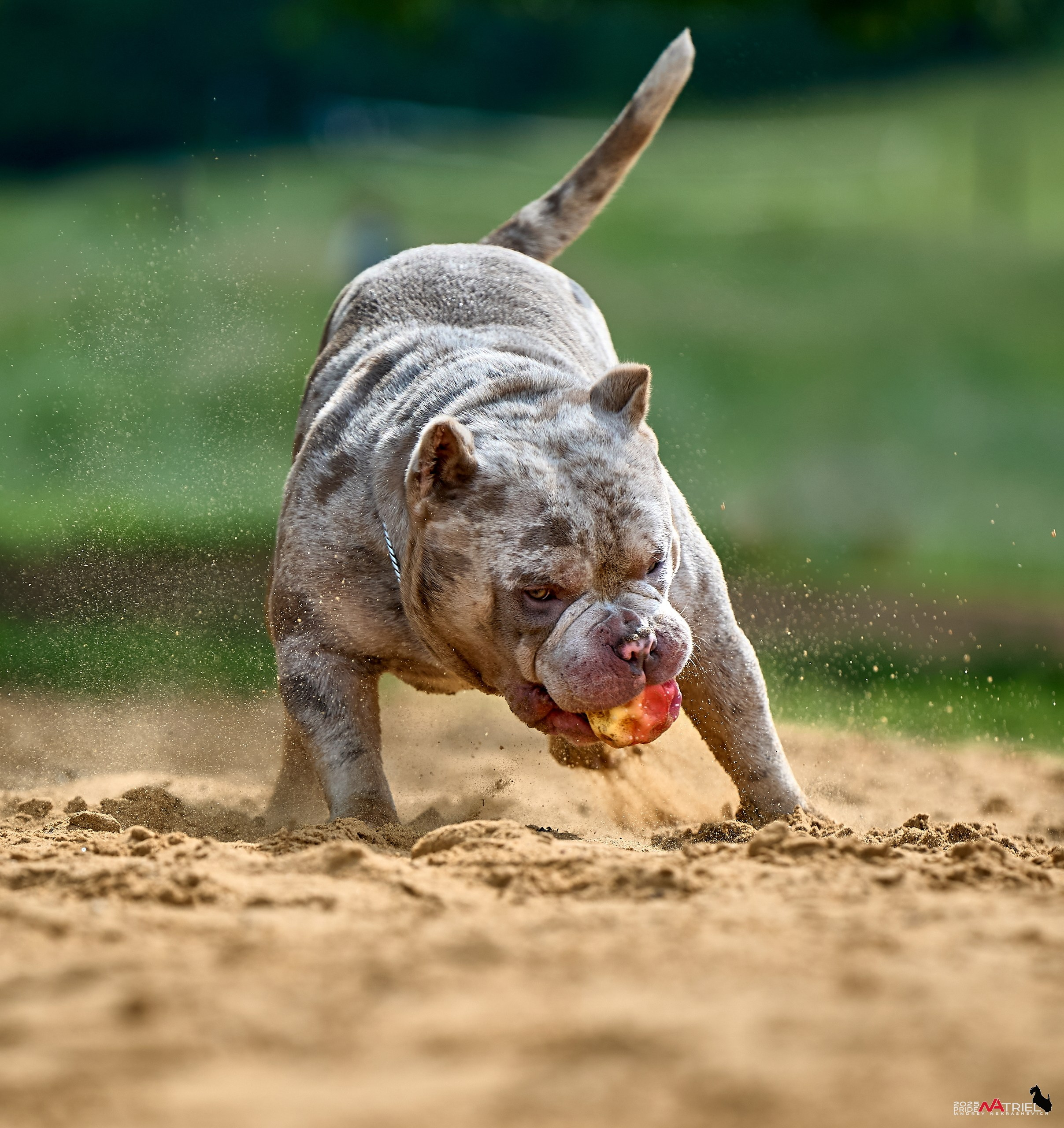 Съемка собак породы булли на природе