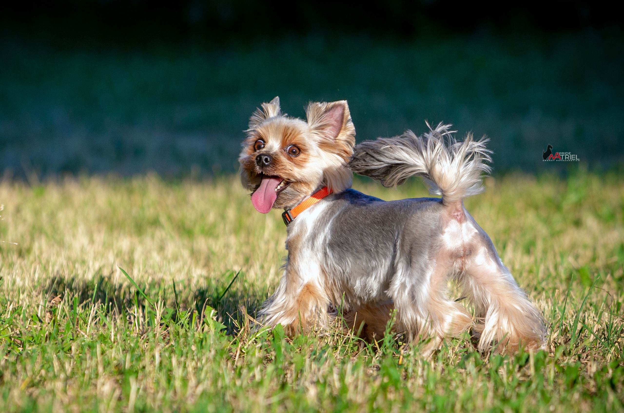 Йоркширский терьер Циля