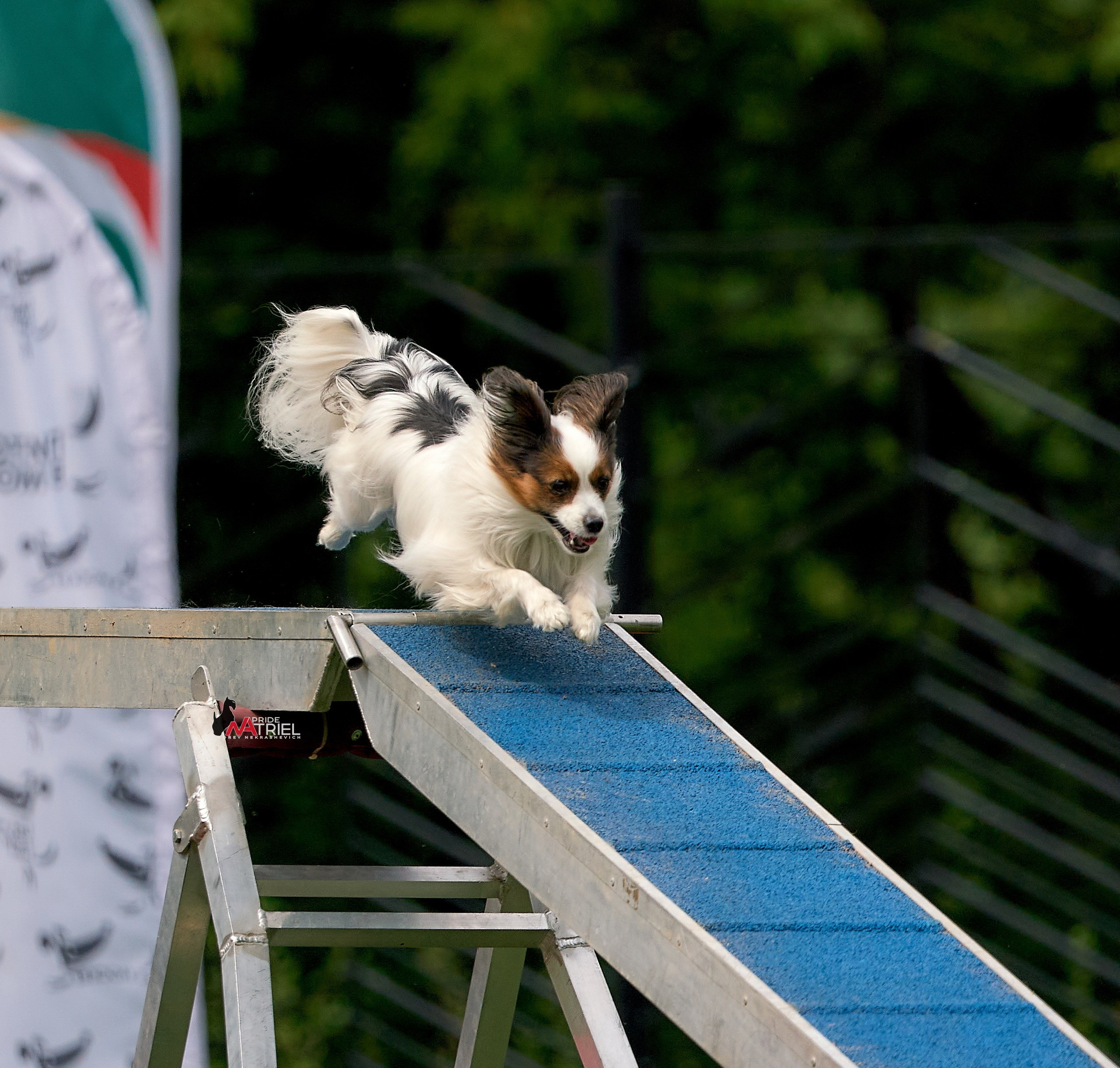 Аджилити — галерея NATRIEL