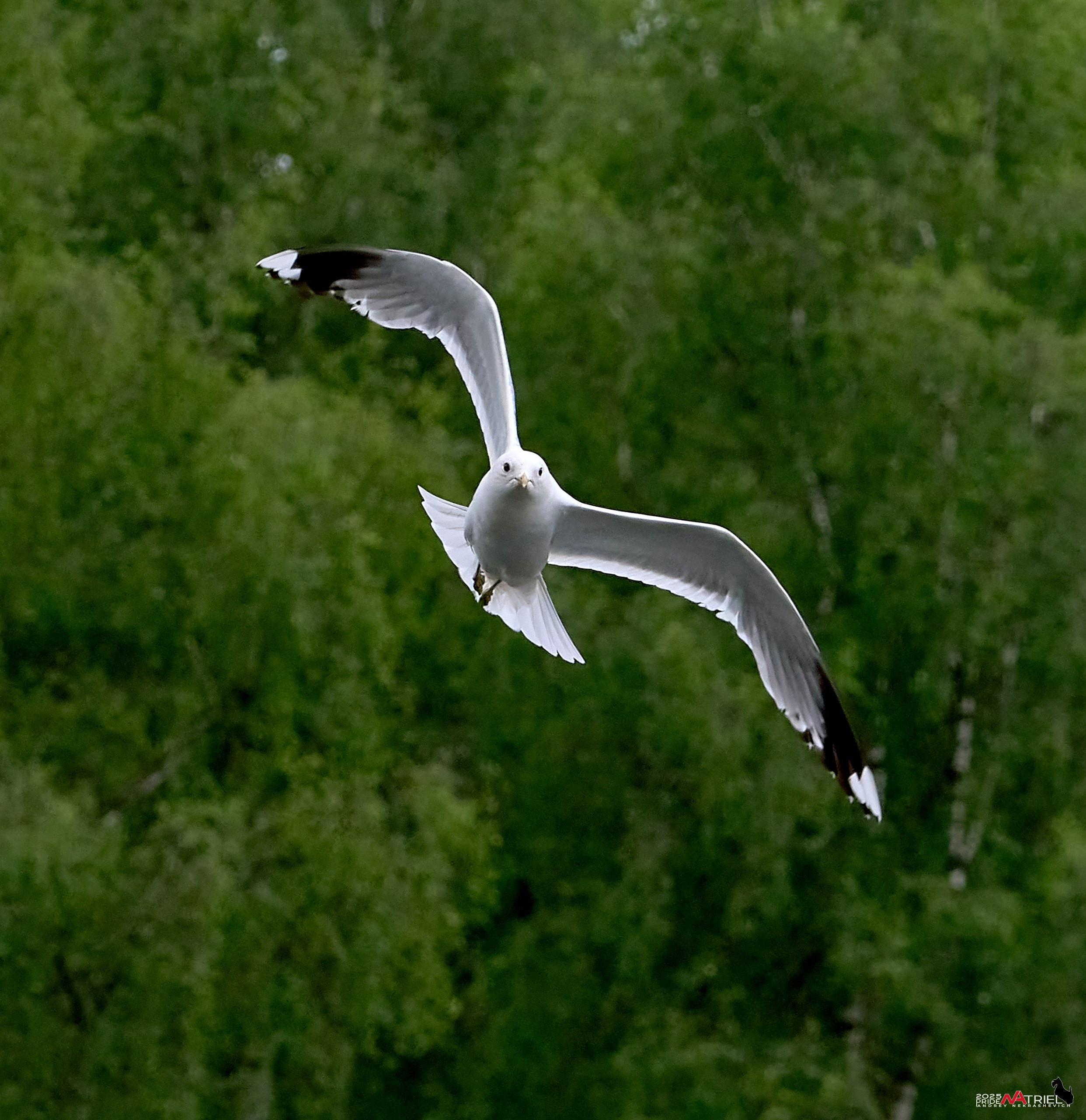 Съемка в парке на воде
