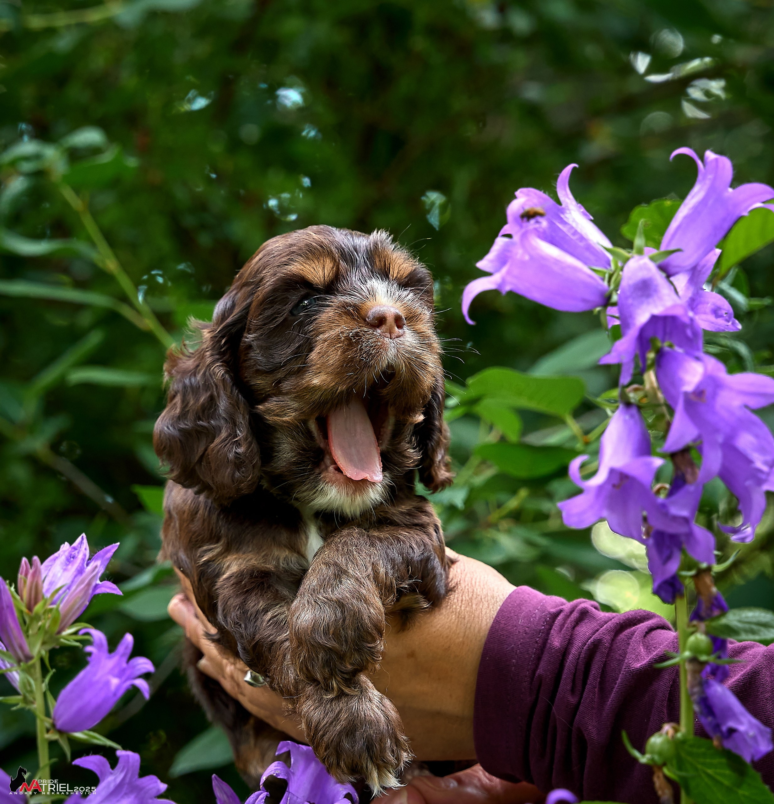 Щенки АмКокеров