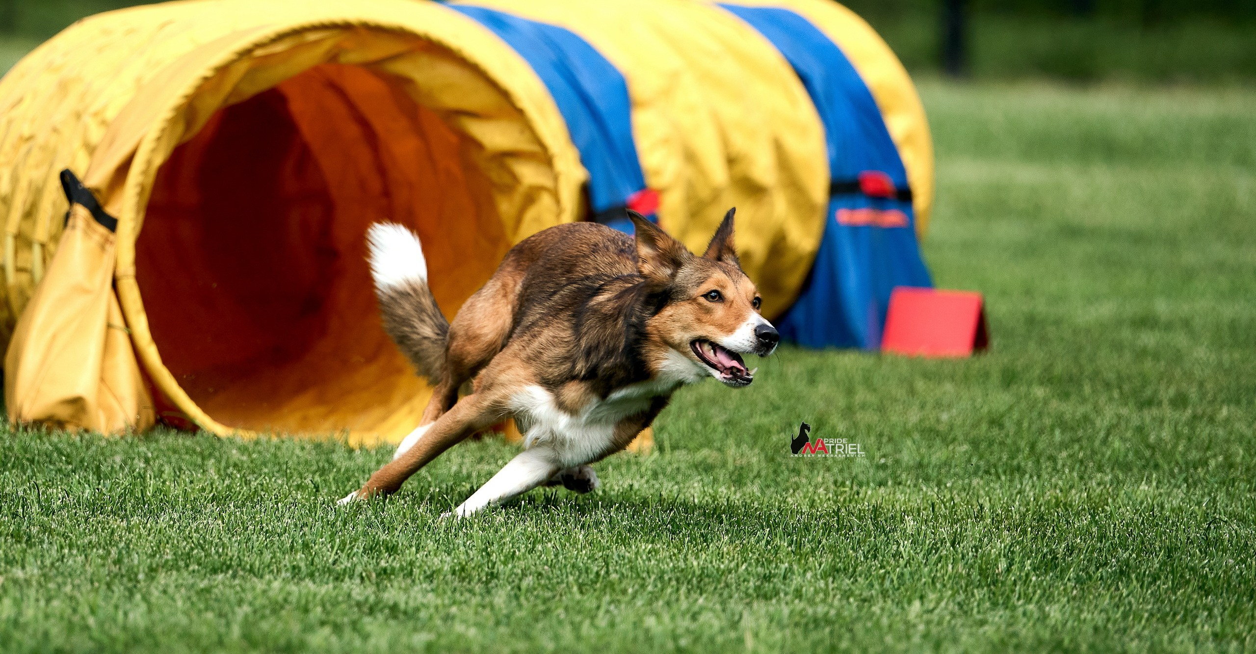 Аджилити — галерея NATRIEL