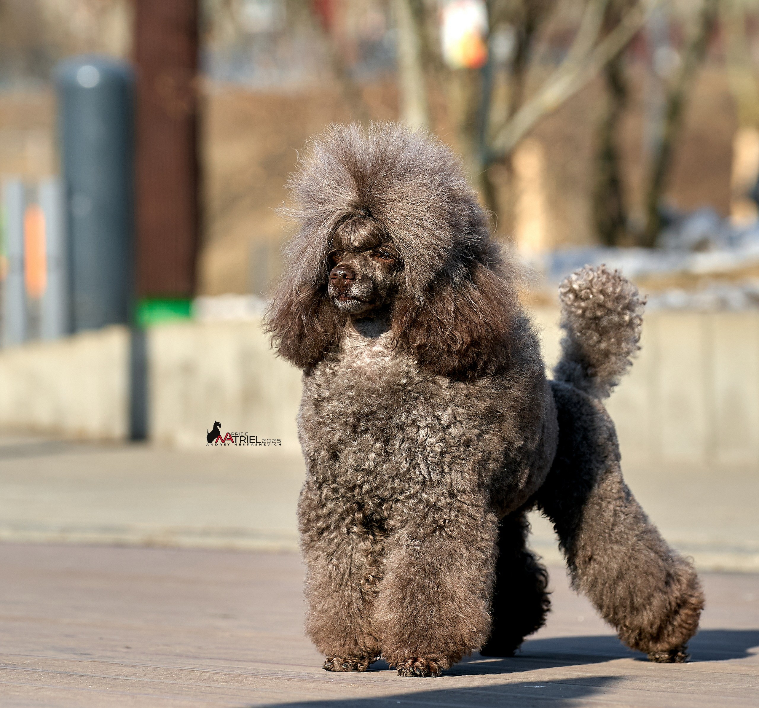 Фотопрогулка с пуделем