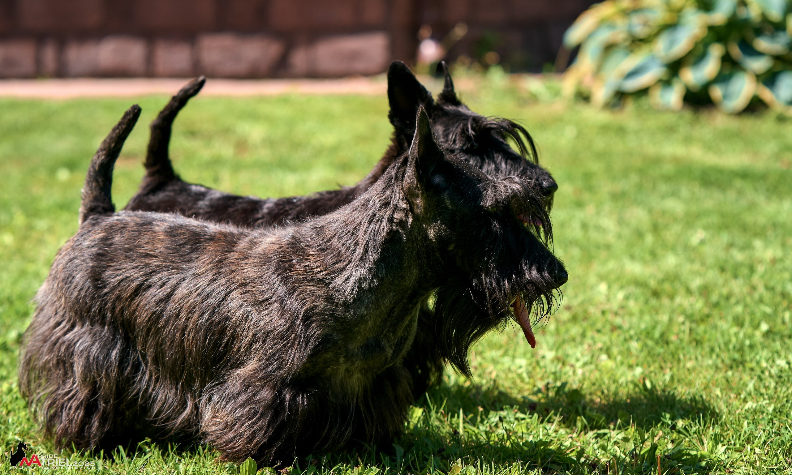 Алабаи и скотч-терьеры в питомнике у Ольги