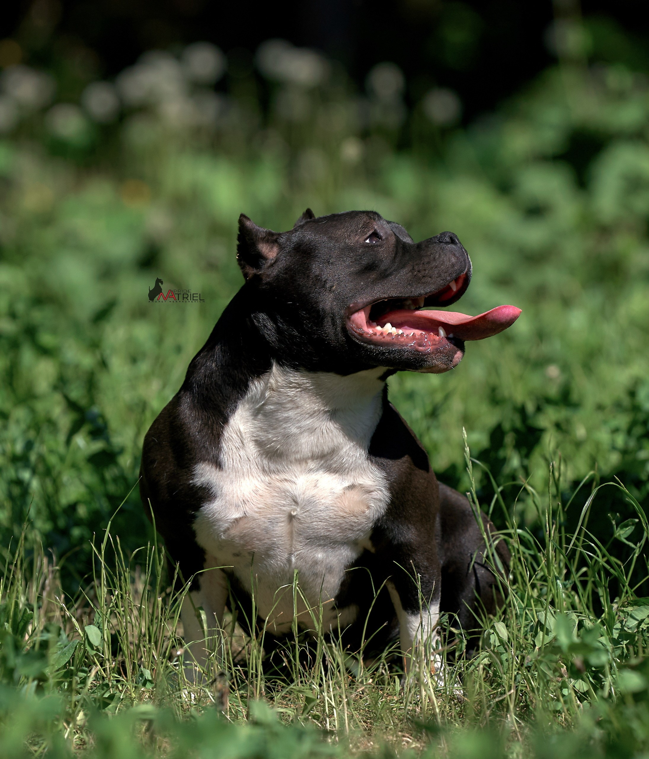 Портреты собак — галерея NATRIEL