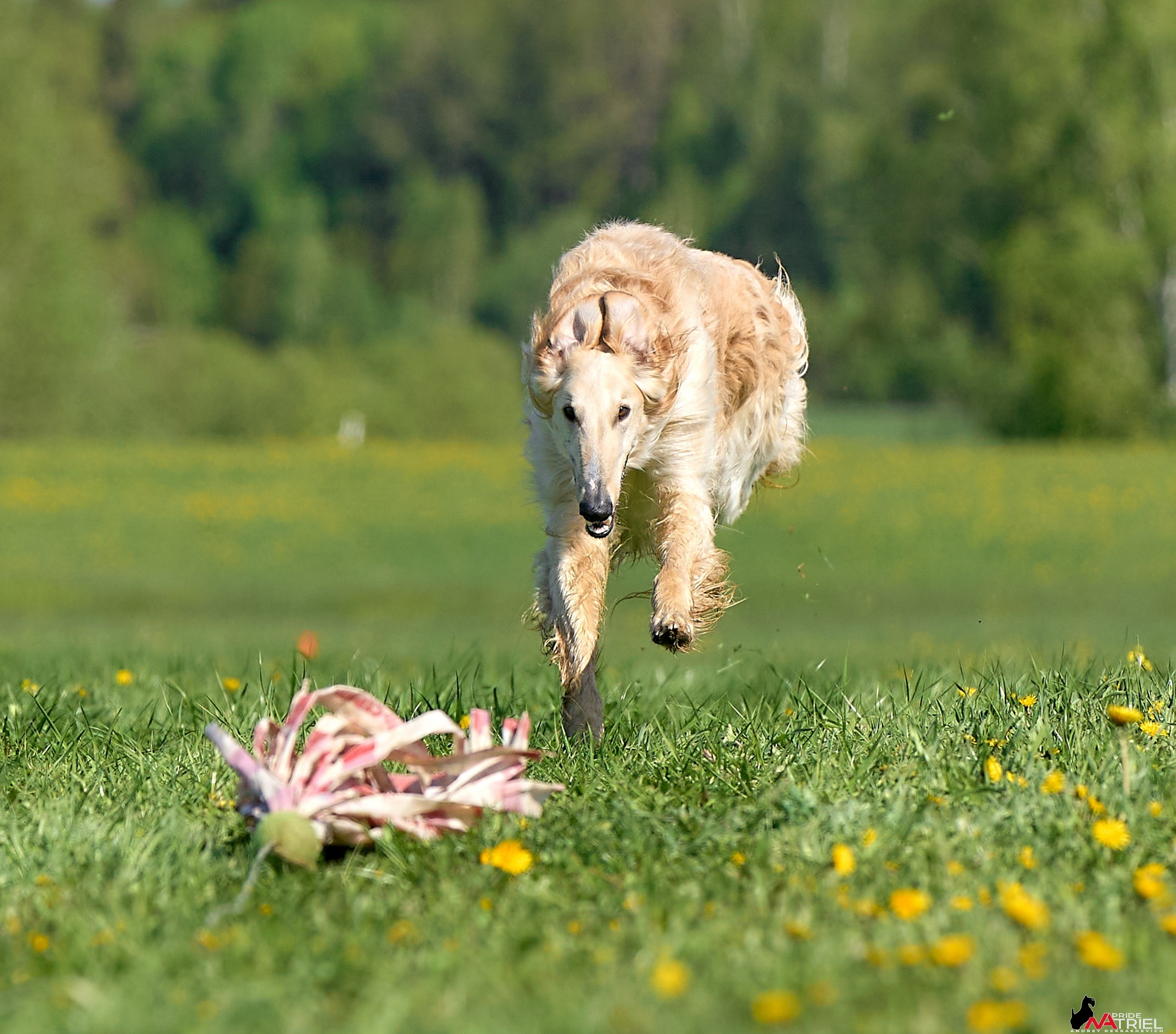 Съемка курсинг — галерея NATRIEL