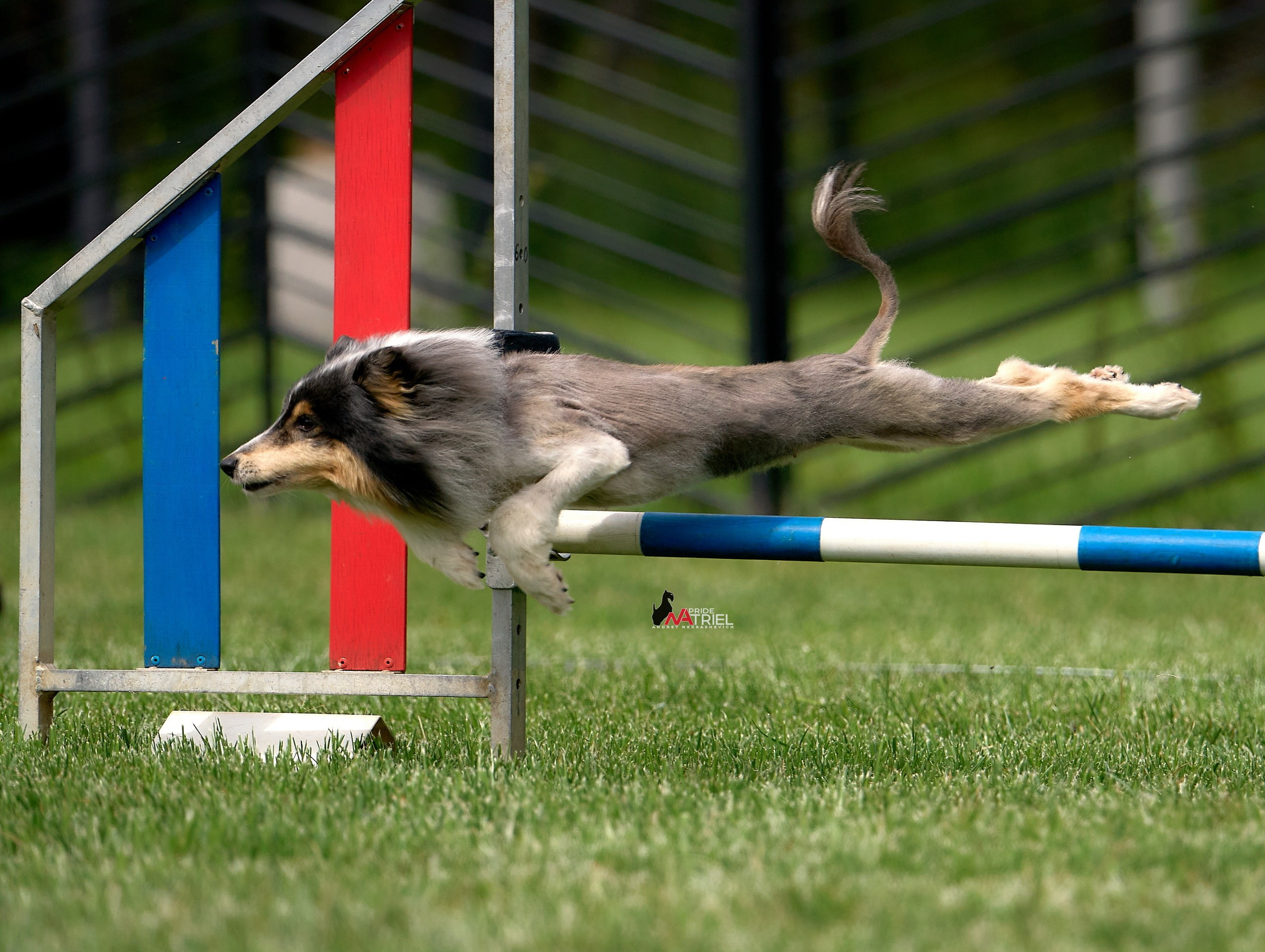 Аджилити — галерея NATRIEL