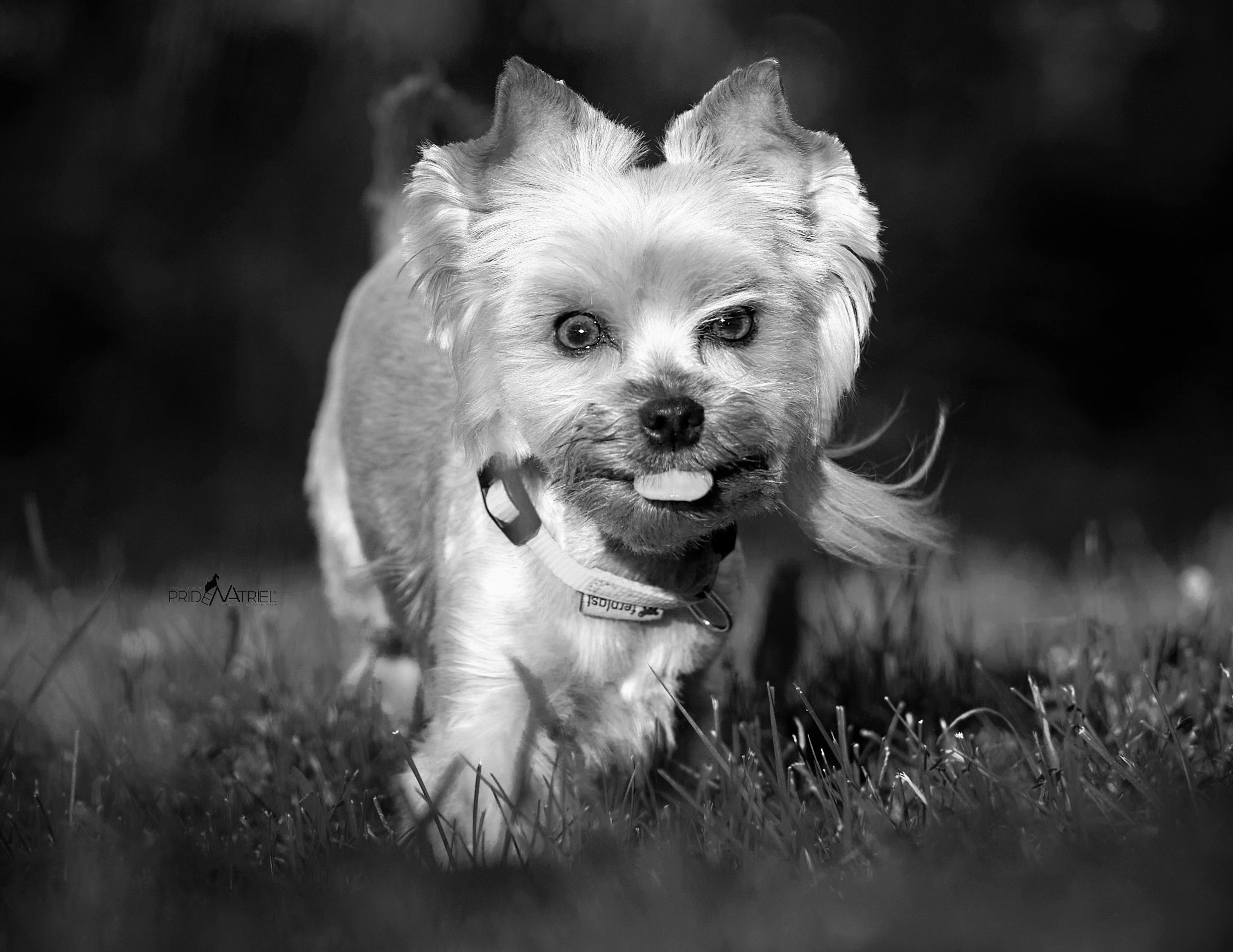 Йоркширский терьер Циля