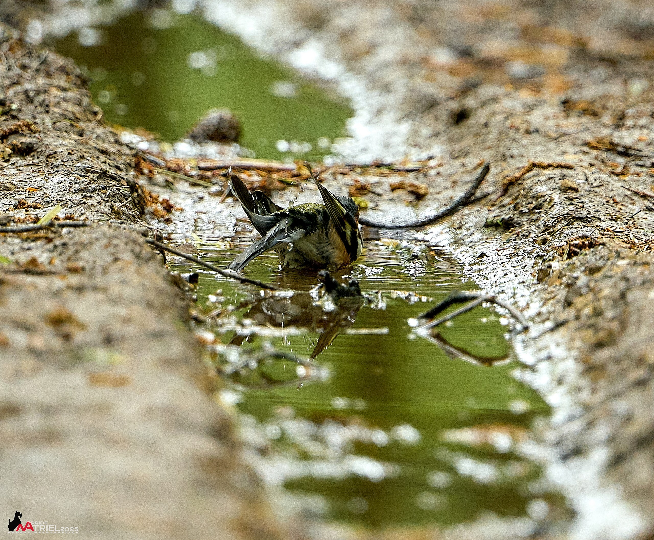 Съемка в майском лесу