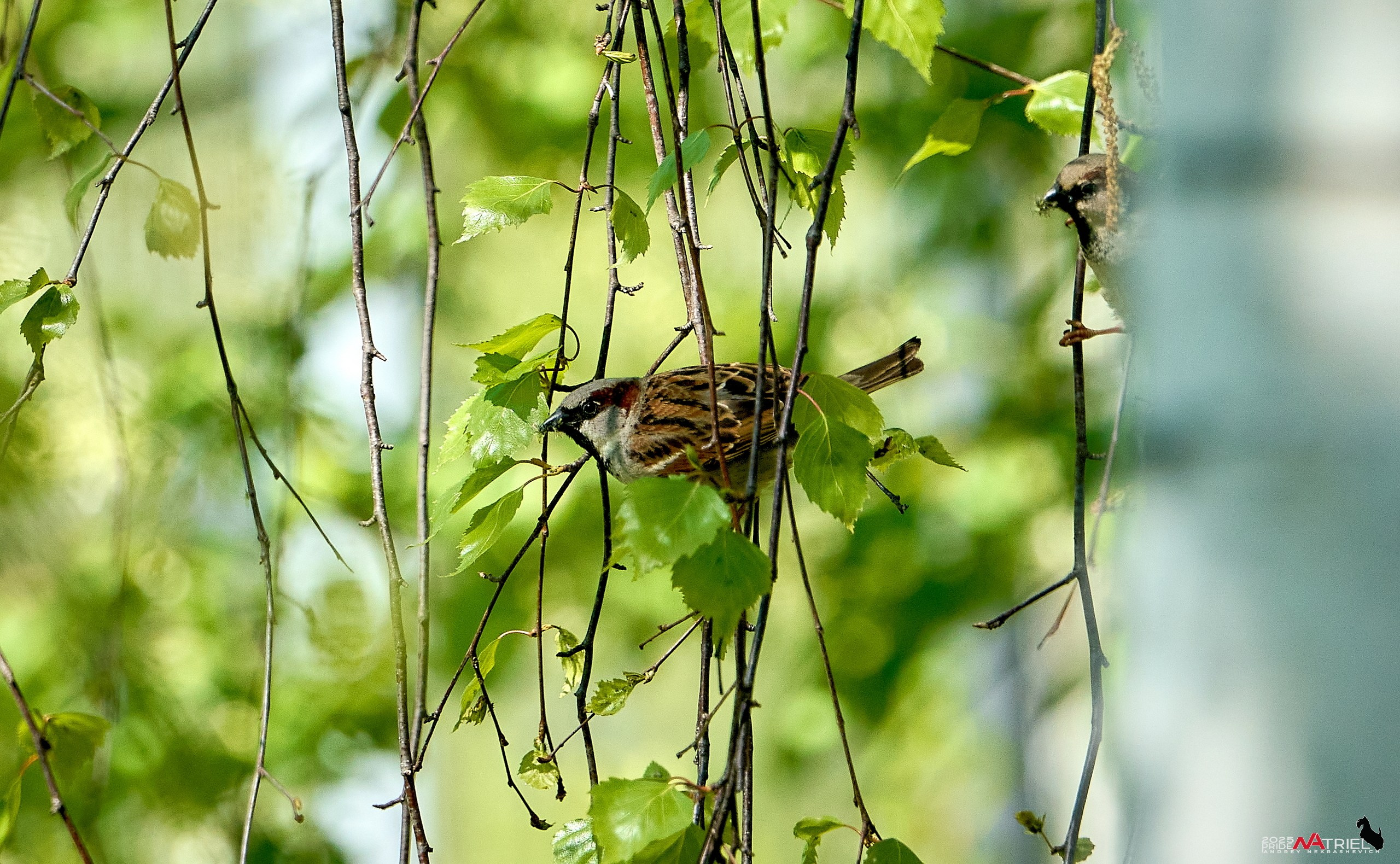 Птички и цветочки