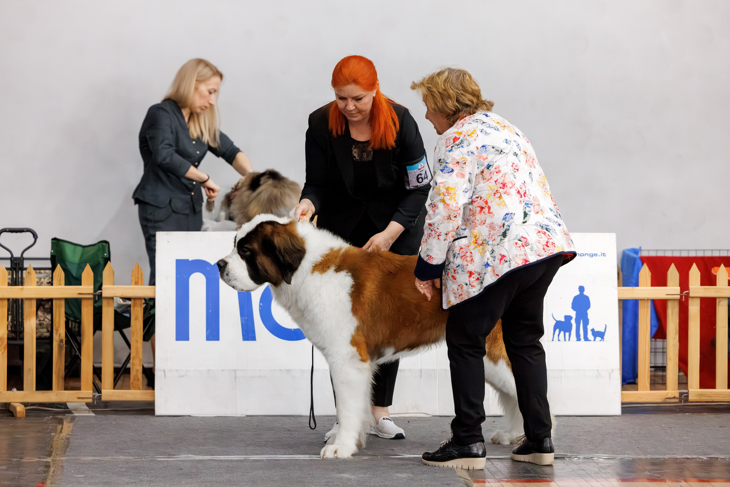 Ереван 2х CACIB 29-30.04.2025. Фотограф-анималист Юлия Германика