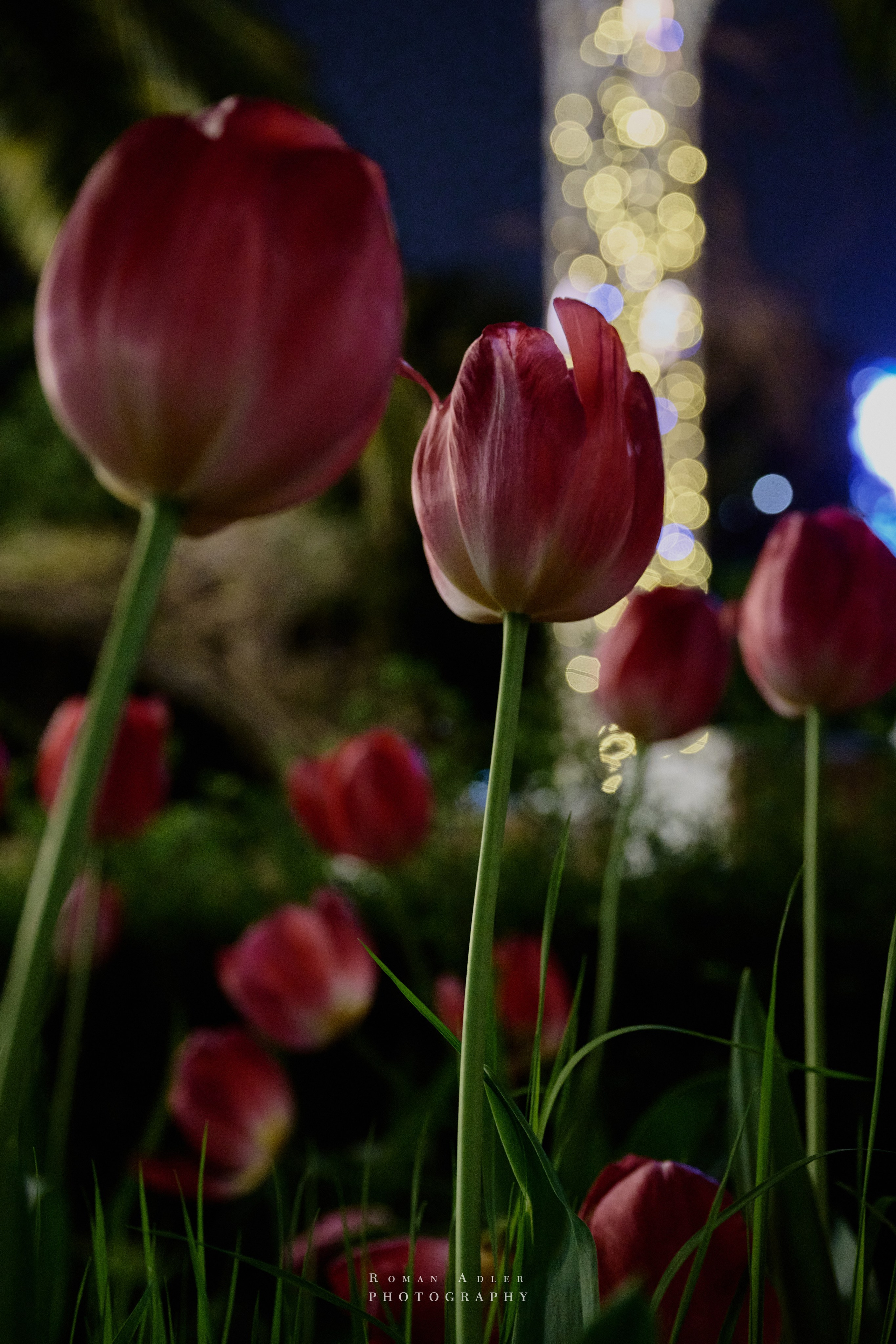 Сочи. Апрель 2025. Фотограф Роман Адлер