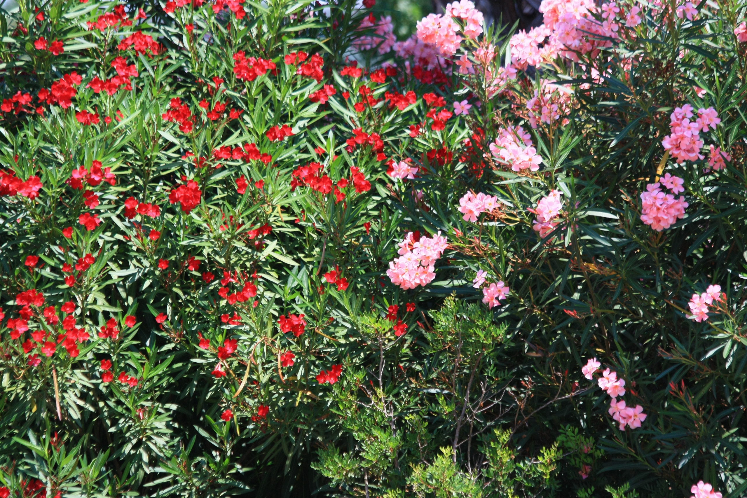 Первые кадры. Сочи — парк. Фотограф Роман Адлер