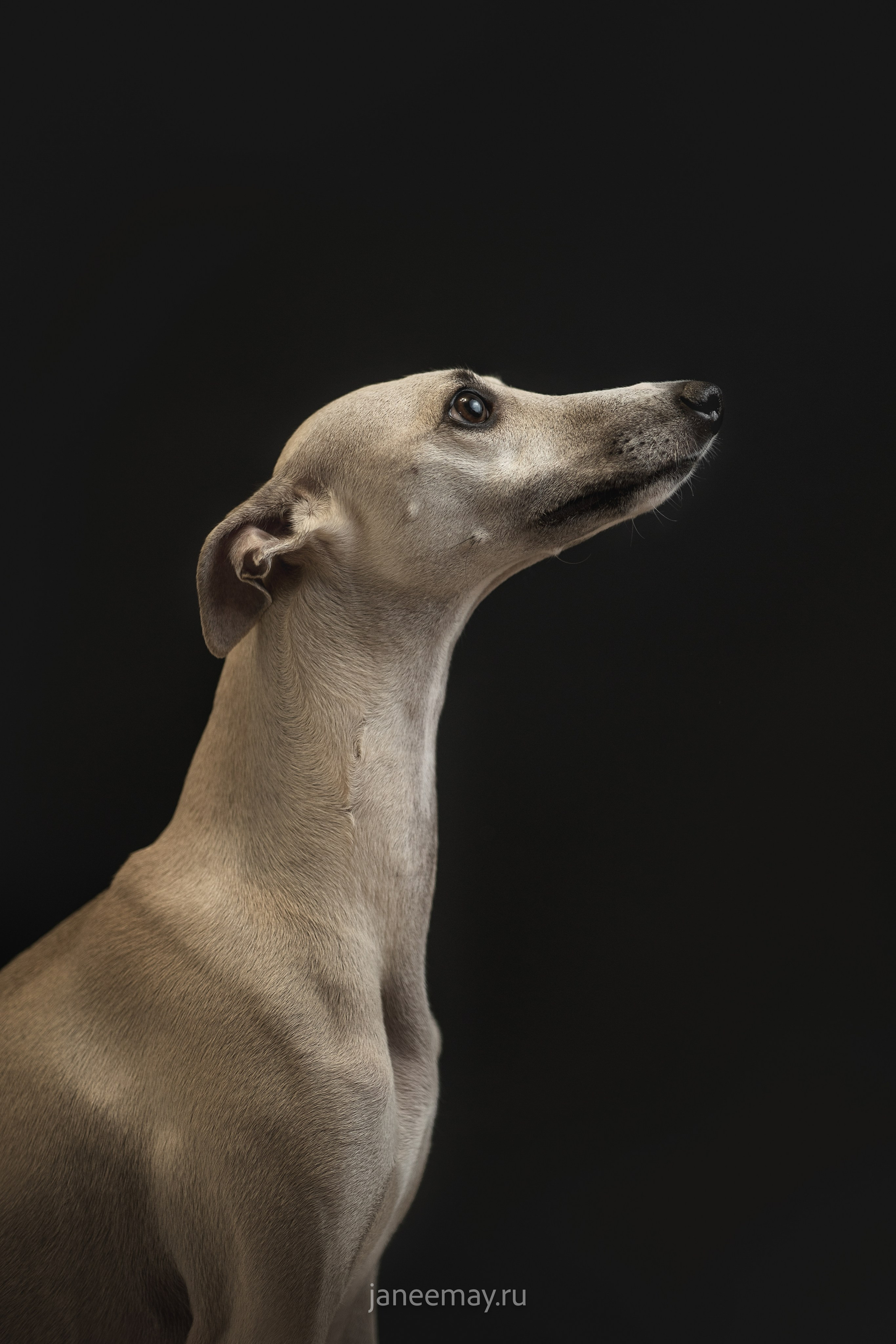 Малыши уиппеты Великбековых. Фотограф анималист в Москве Майорова Евгения