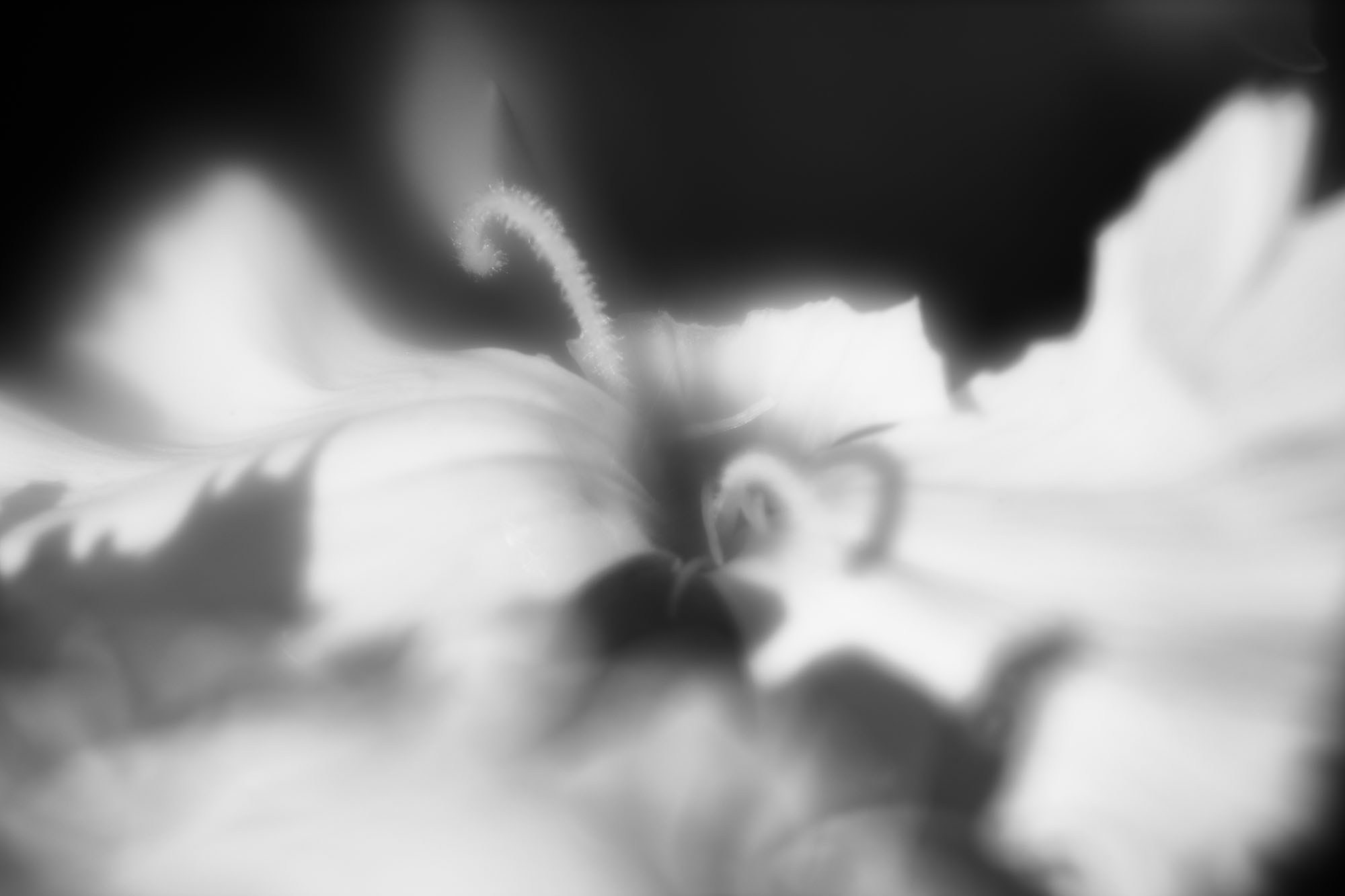 Макро-абстракция «Эфемерность» | Лимитированная серия. Sandra Marselly | Абстрактная Макро-Фотография